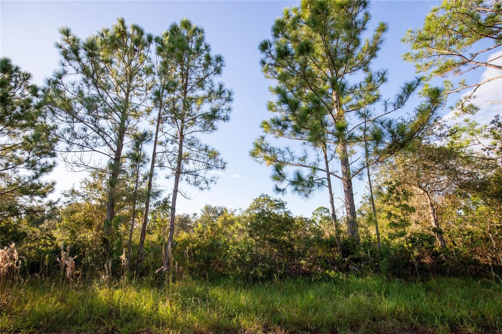 754 American Street, Lake Placid, FL 33852 photo 4