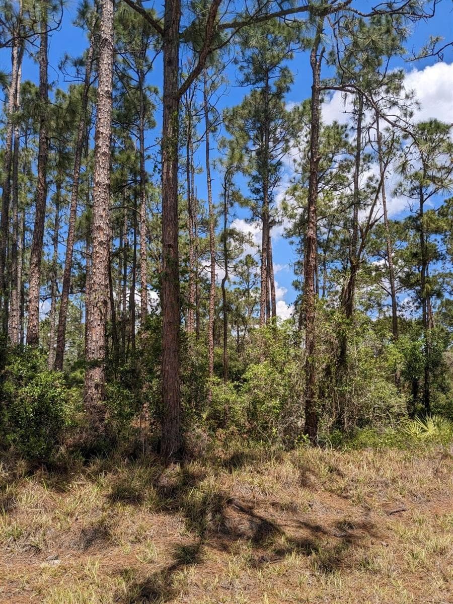 430 Apple Blossom Avenue, Lake Placid, FL 33852 photo 3