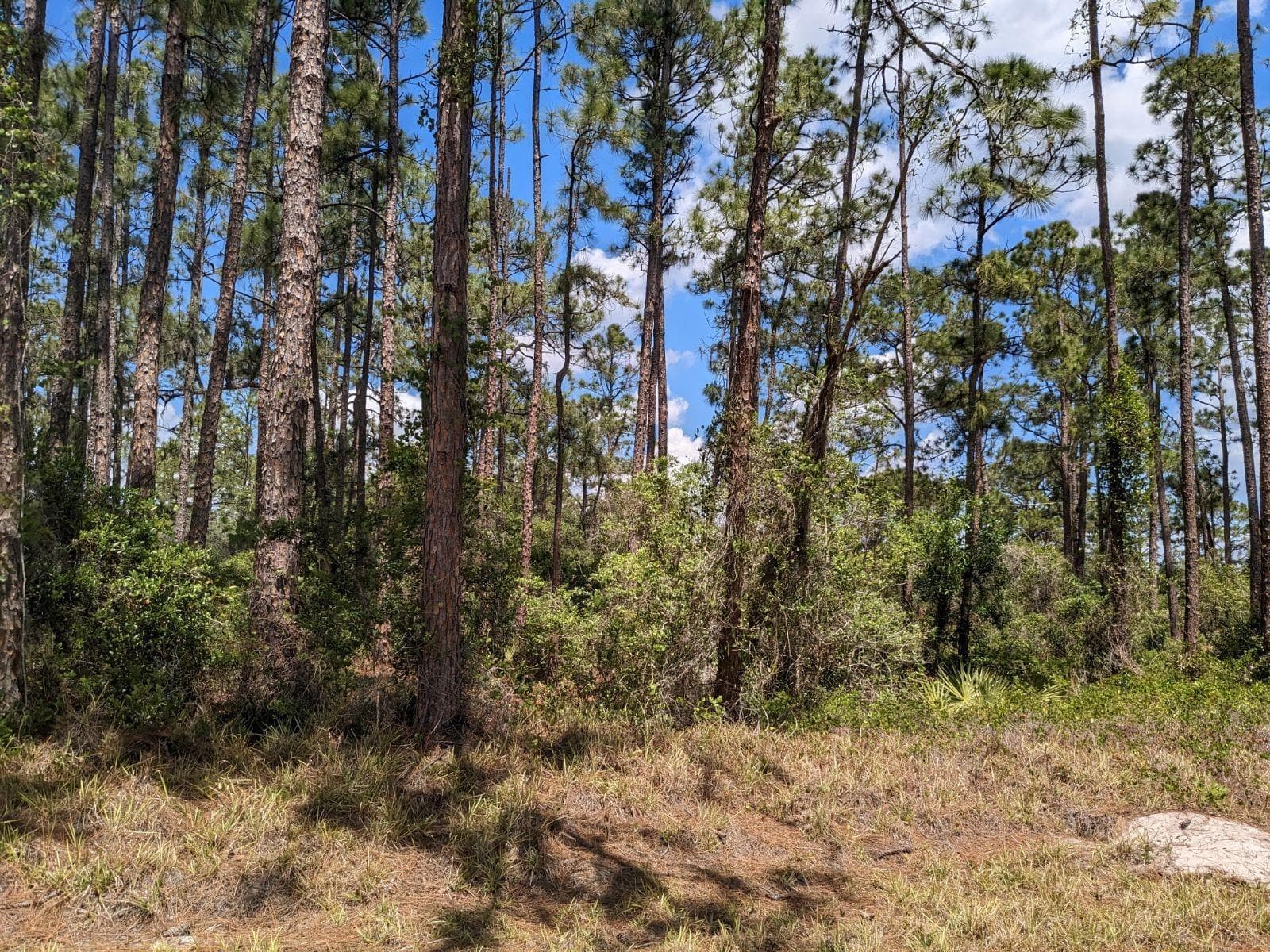 430 Apple Blossom Avenue, Lake Placid, FL 33852 photo 4