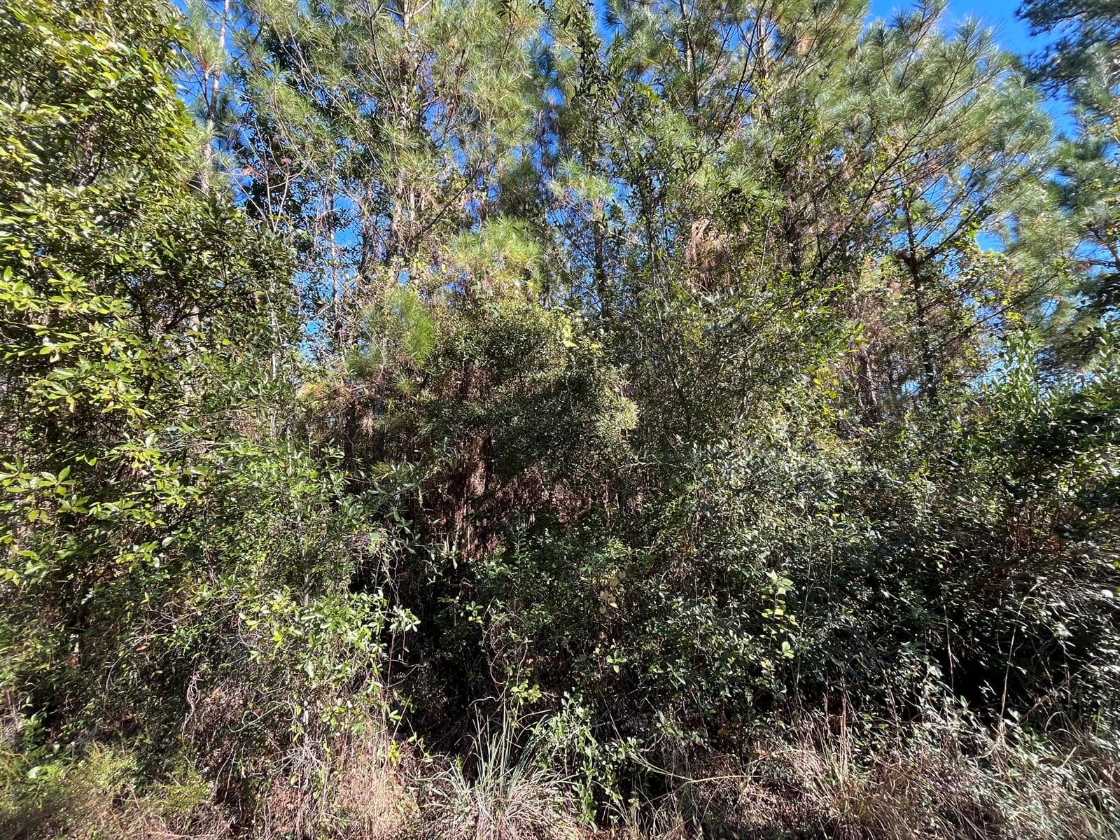 223 Mourning Dove Road, FL 32189 photo 3