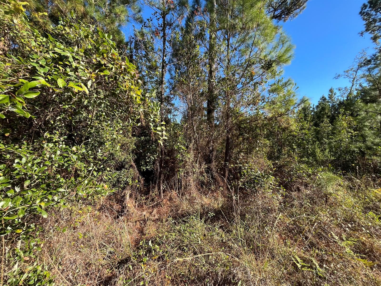 223 Mourning Dove Road, FL 32189 photo 5