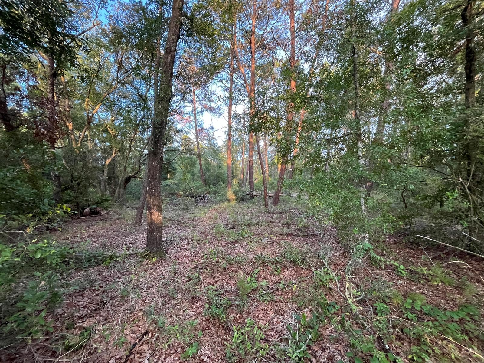 Tbd Twin Lakes Road, FL 32148 photo 3