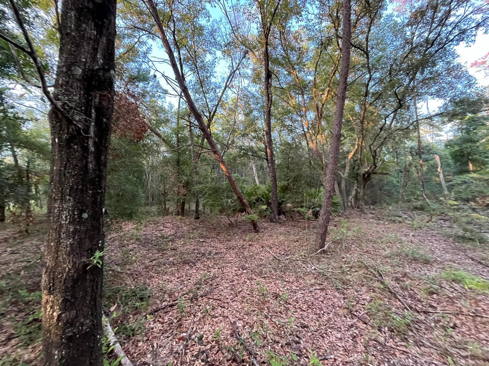 Tbd Twin Lakes Road, FL 32148 photo 5