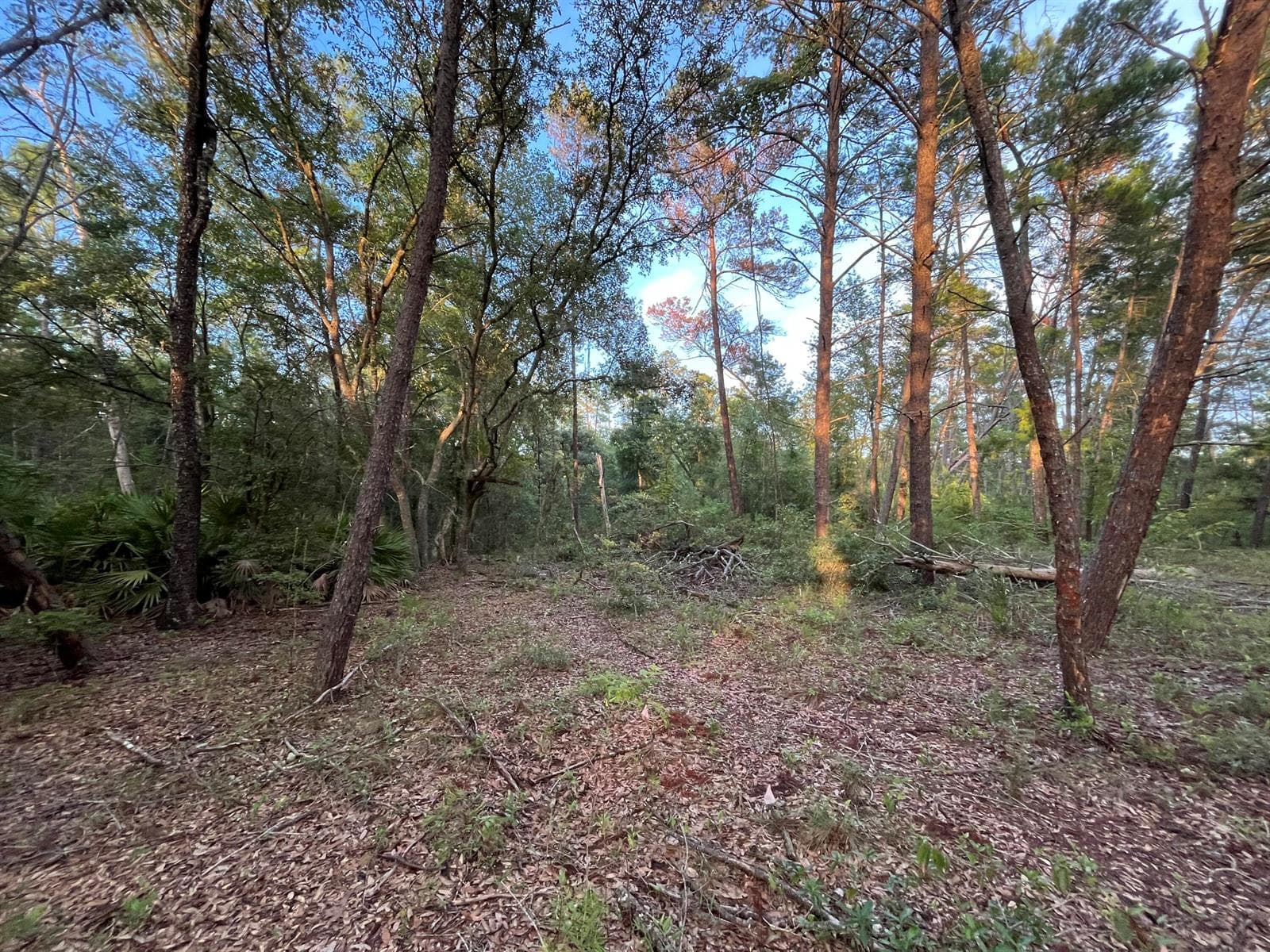 Tbd Twin Lakes Road, FL 32148 photo 4