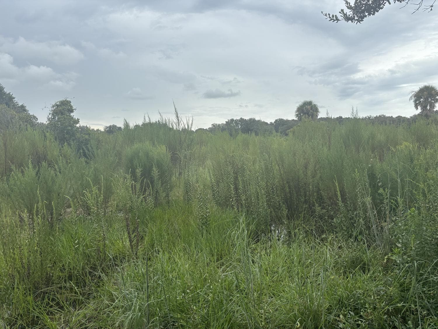 0 294th Street, Okeechobee, FL 34972 photo 2