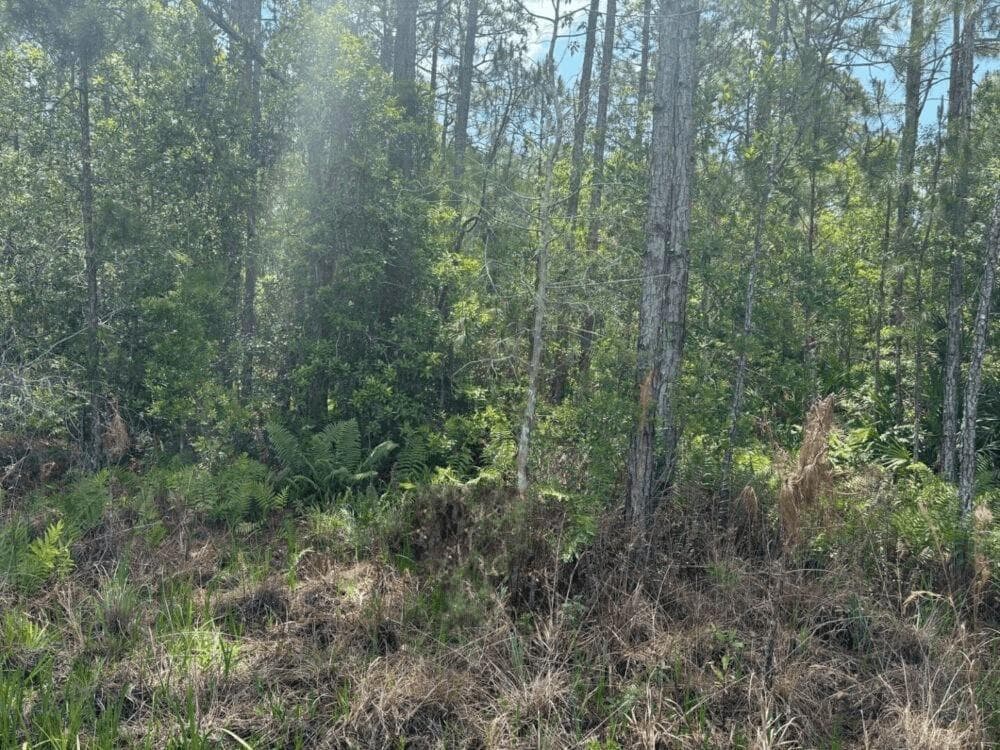 0 Holopaw Groves Road, FL 34772 photo 2