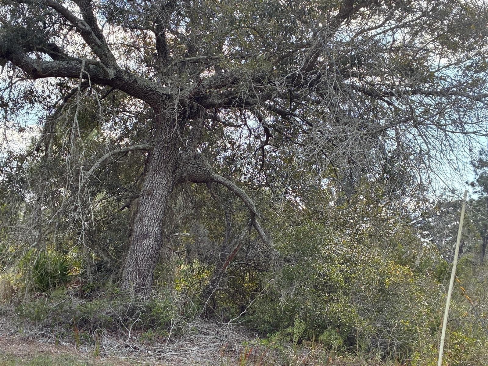 Lot 21 & 22 Plumosa Drive, FL photo 3