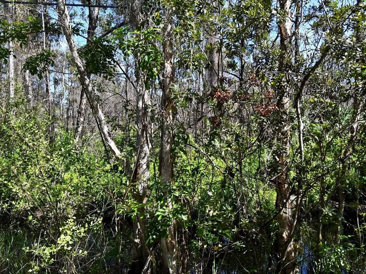 -- Dyer Road, Fort Pierce, FL 34952 photo 3