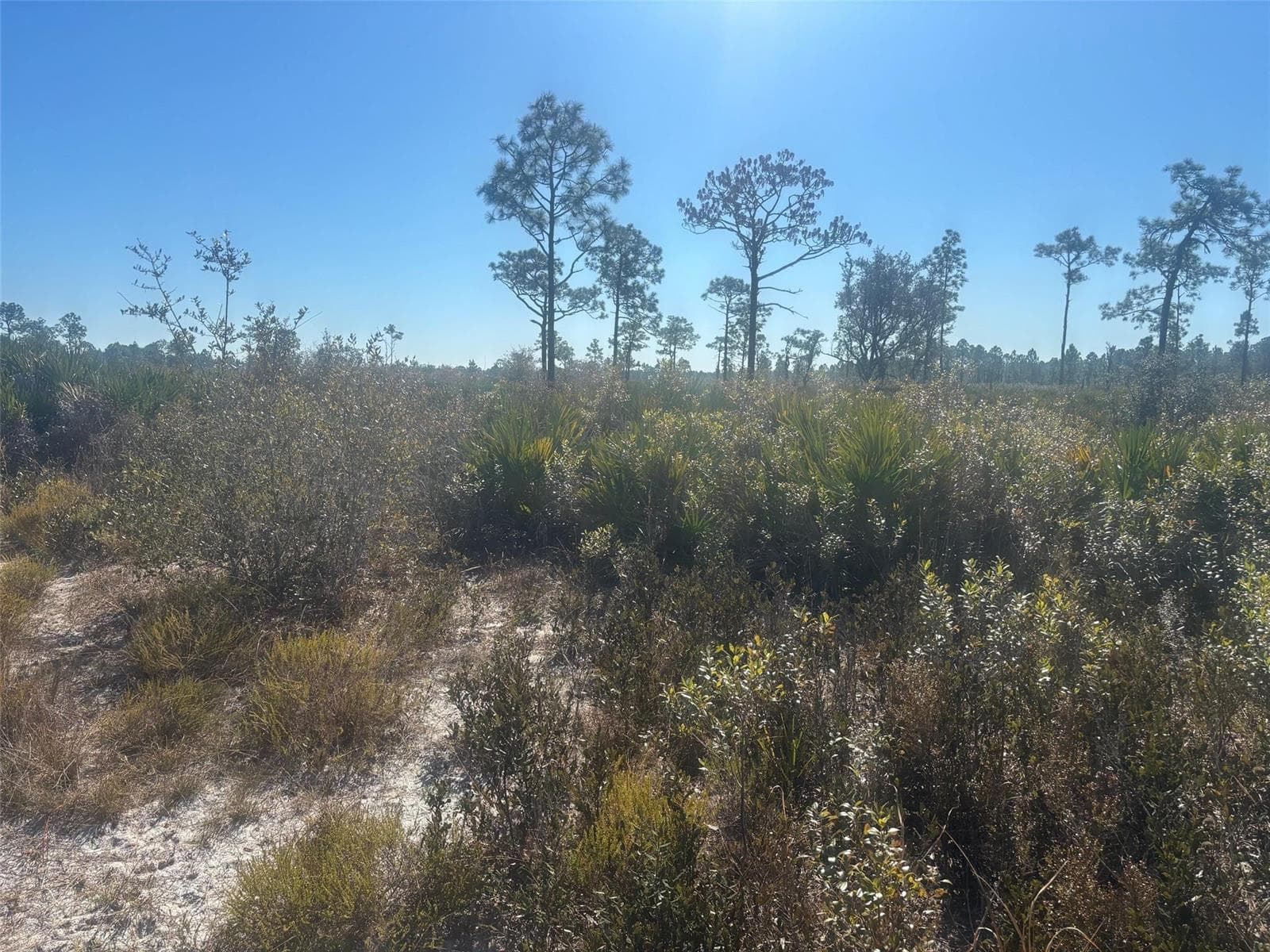 0 Xeriscape Nursery Road, Frostproof, FL 33898 photo 2