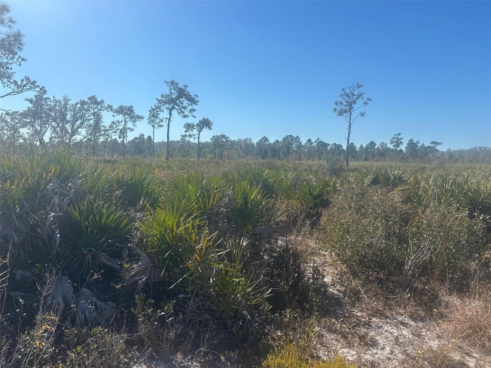 0 Xeriscape Nursery Road, Frostproof, FL 33898 photo 3