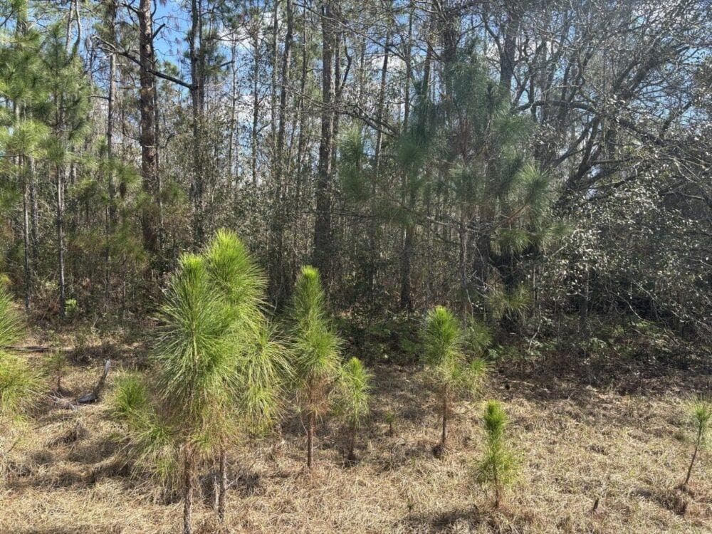 0 Old Grade Road, FL 33868 photo 2