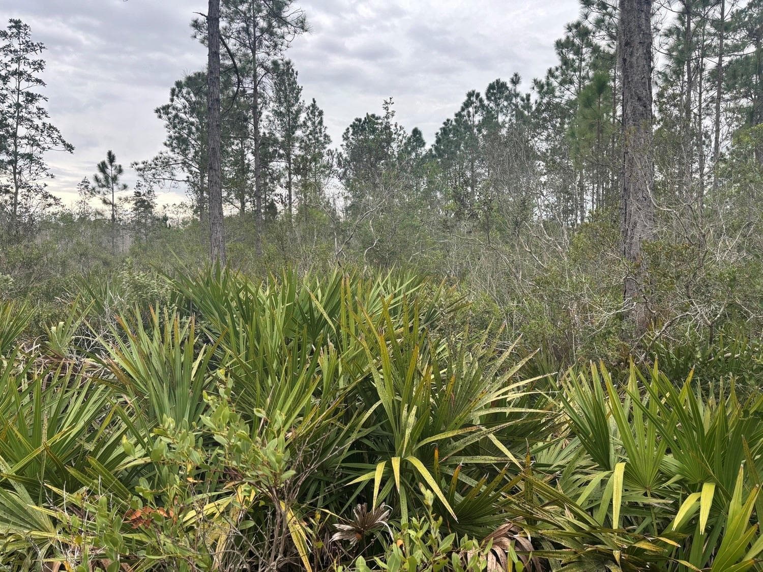 0 Old Grade Road, FL 33868 photo 3