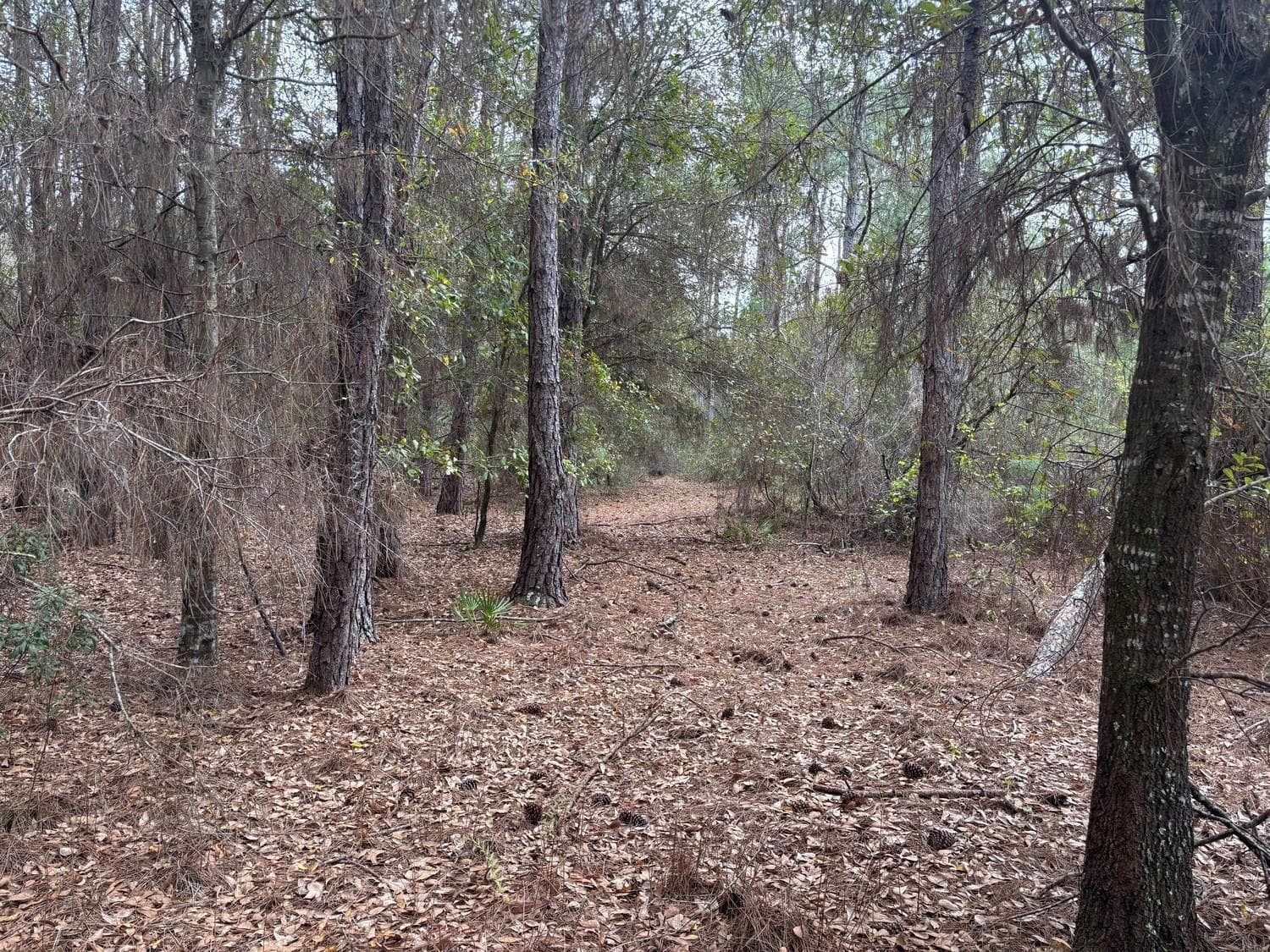 0 Old Grade Road, FL 33868 photo 2