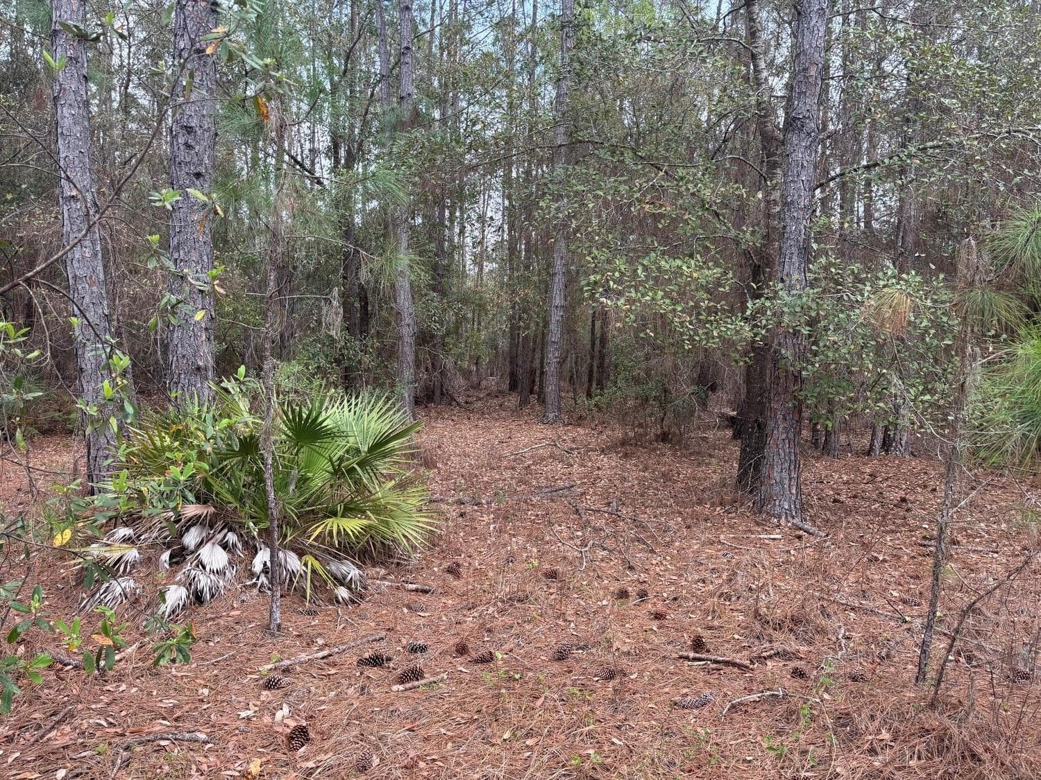 0 Old Grade Road, FL 33868 photo 3