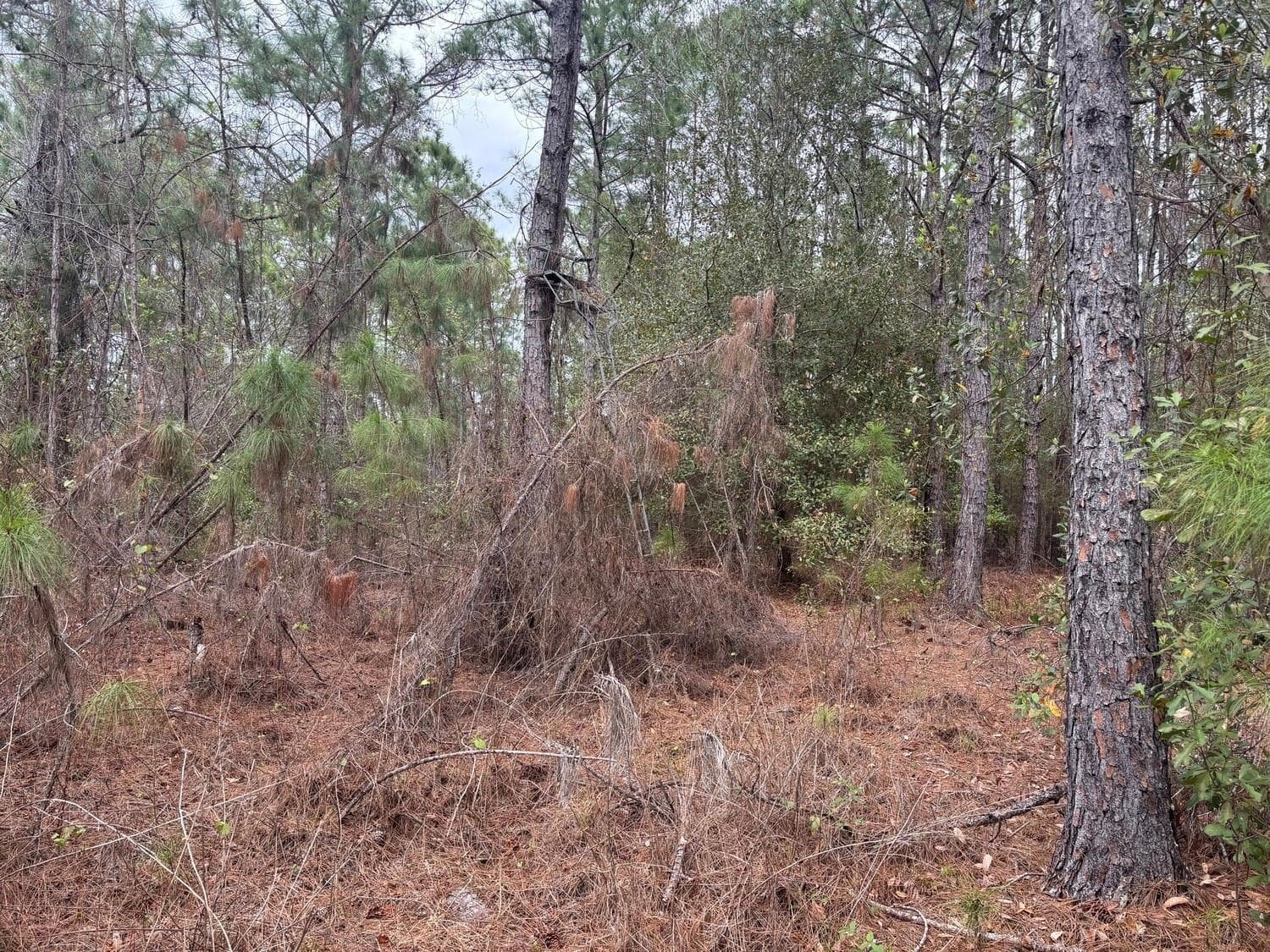 0 Old Grade Road, FL 33868 photo 4