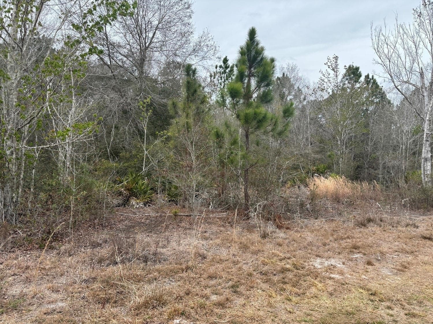 0 Old Grade Road, FL 33868 photo 2