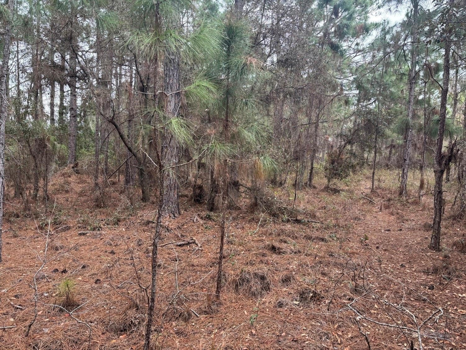 0 Old Grade Road, FL 33868 photo 2
