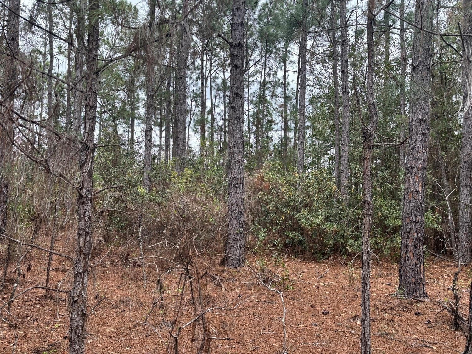 0 Old Grade Road, FL 33868 photo 3