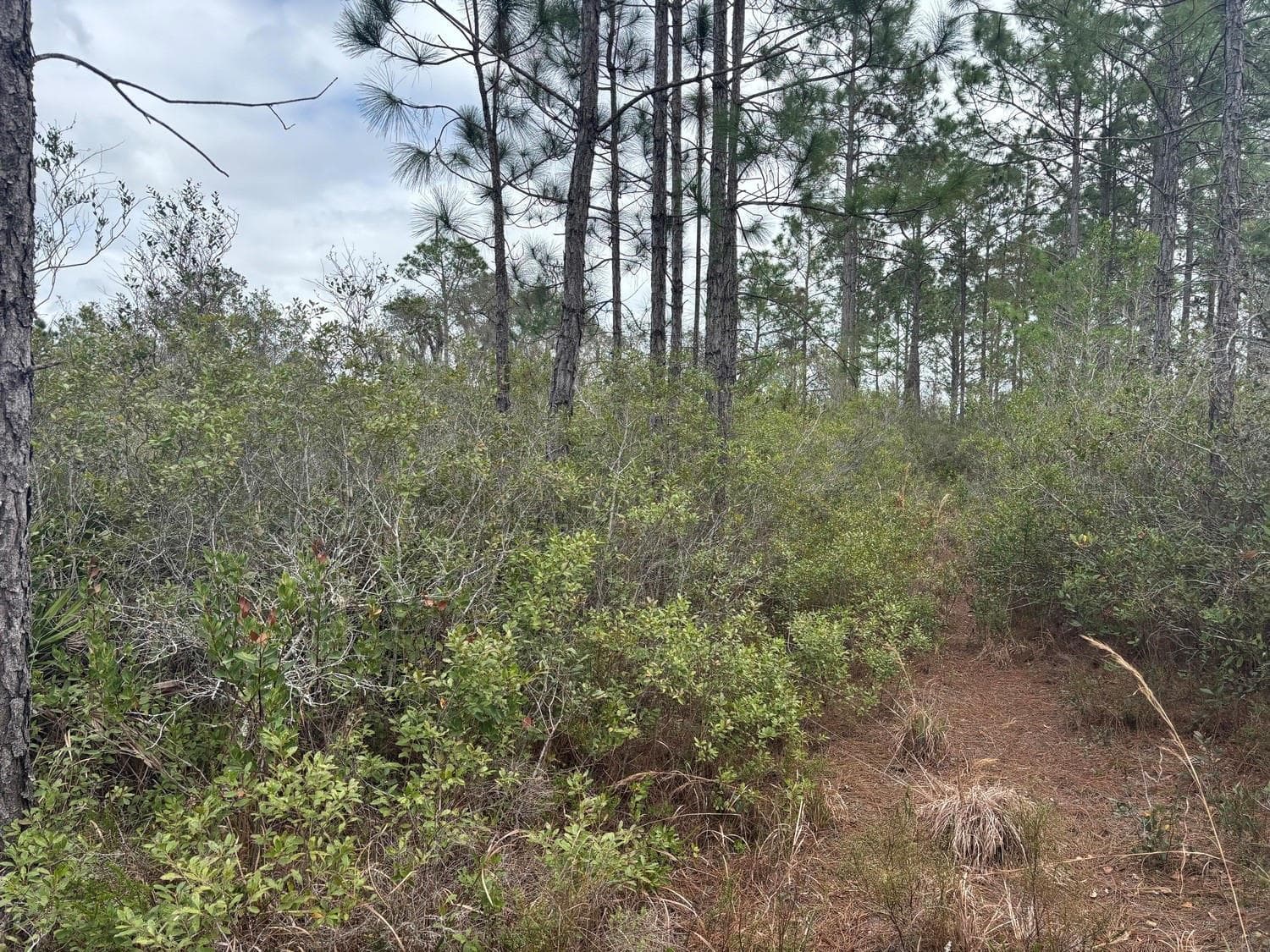 0 Old Grade Road, FL 33868 photo 3