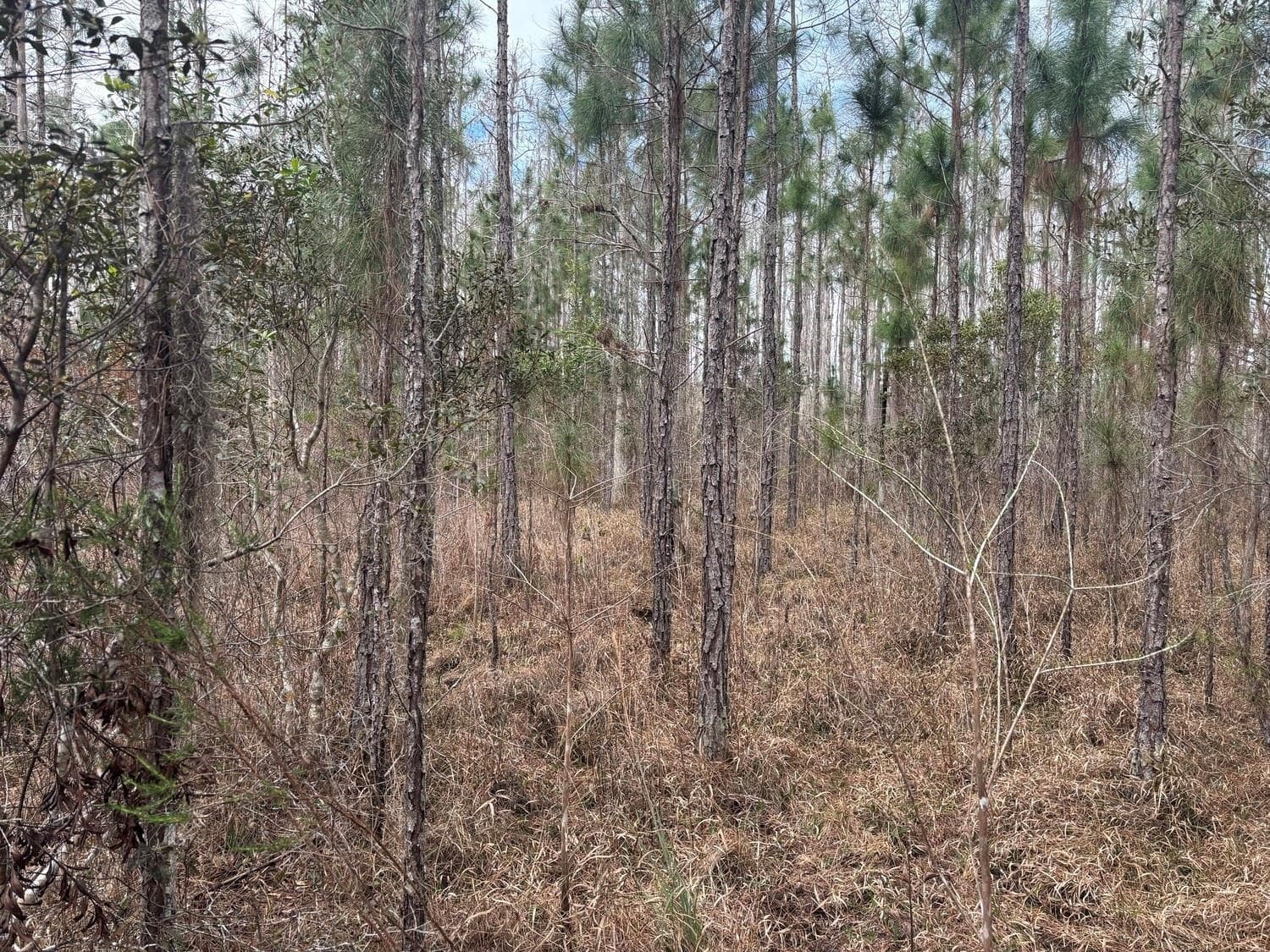 0 Old Grade Road, FL 33868 photo 2