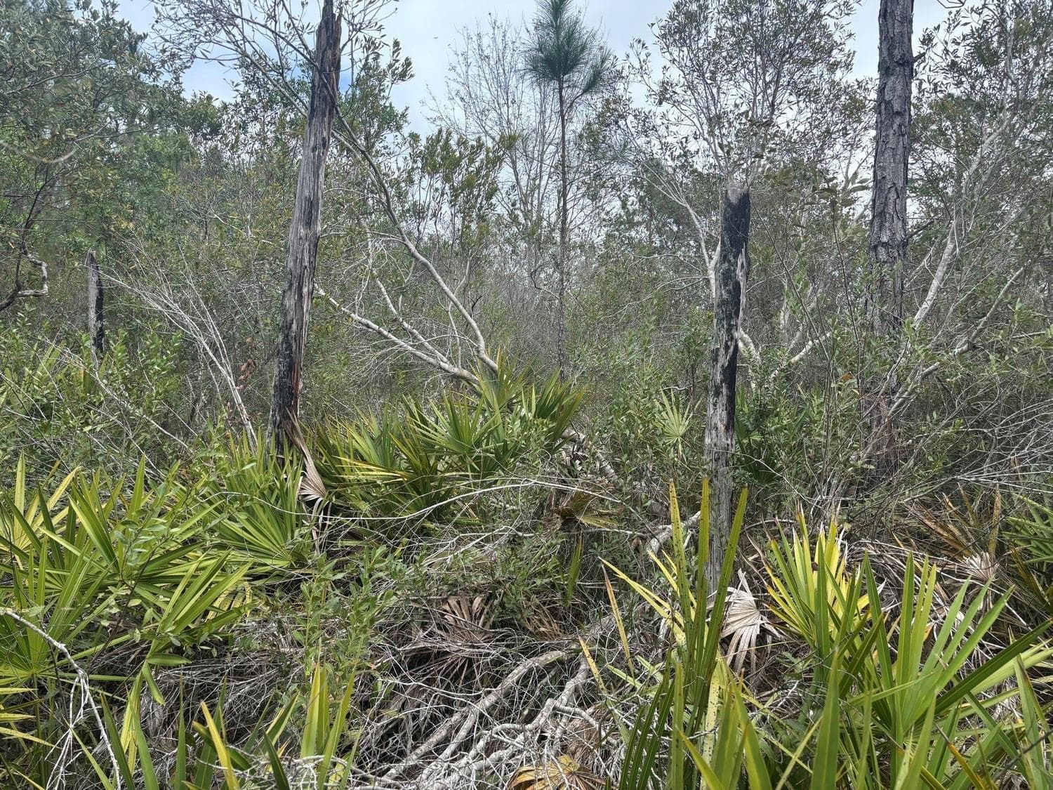 0 Old Grade Road, FL 33868 photo 3