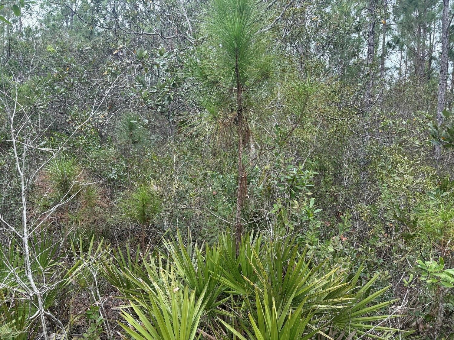0 Old Grade Road, FL 33868 photo 4