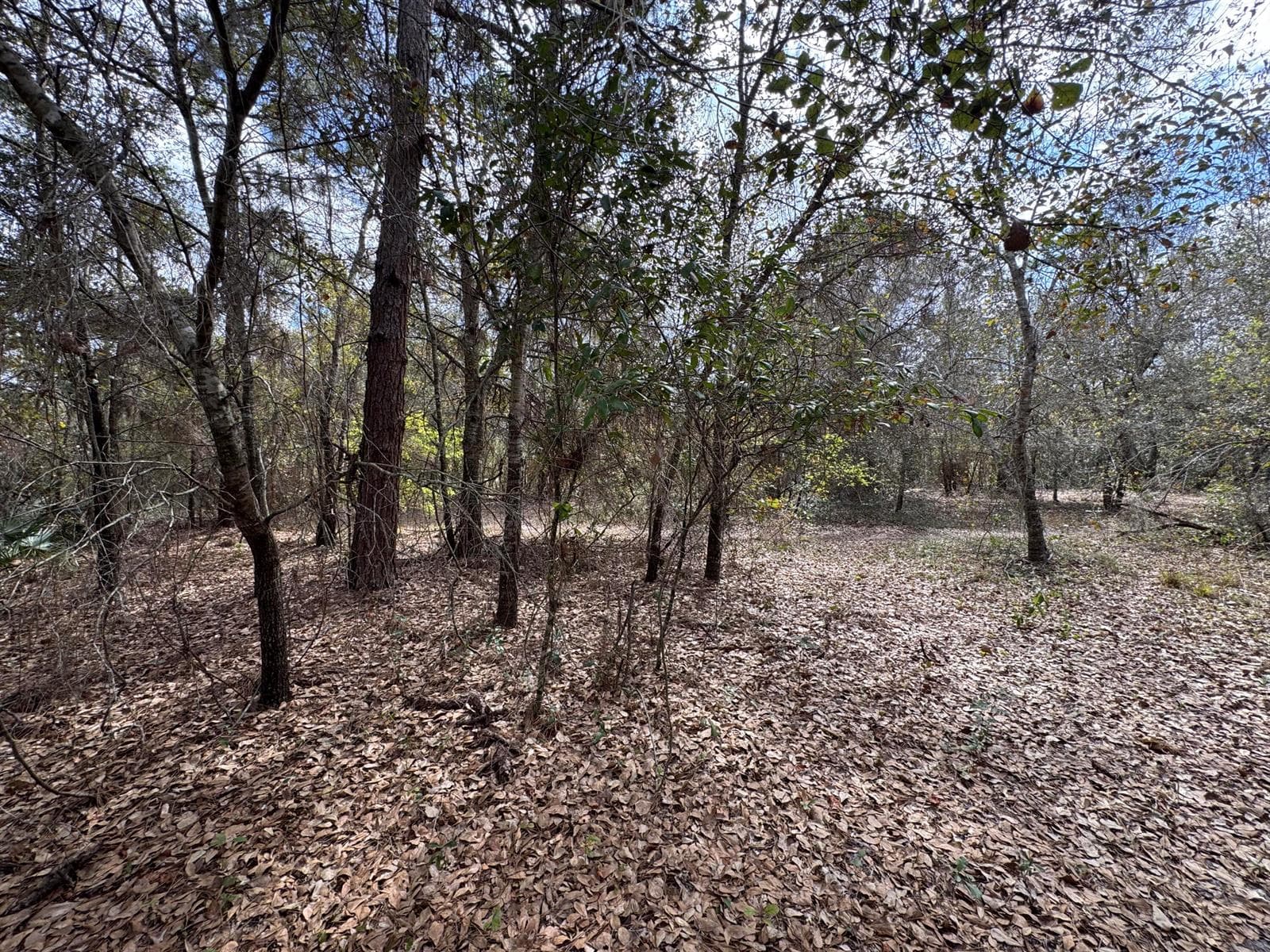 000 1st Street, FL 34739 photo 3