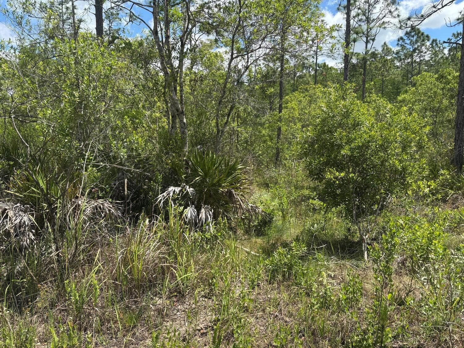 0 Holopaw Groves Road, FL 34772 photo 2