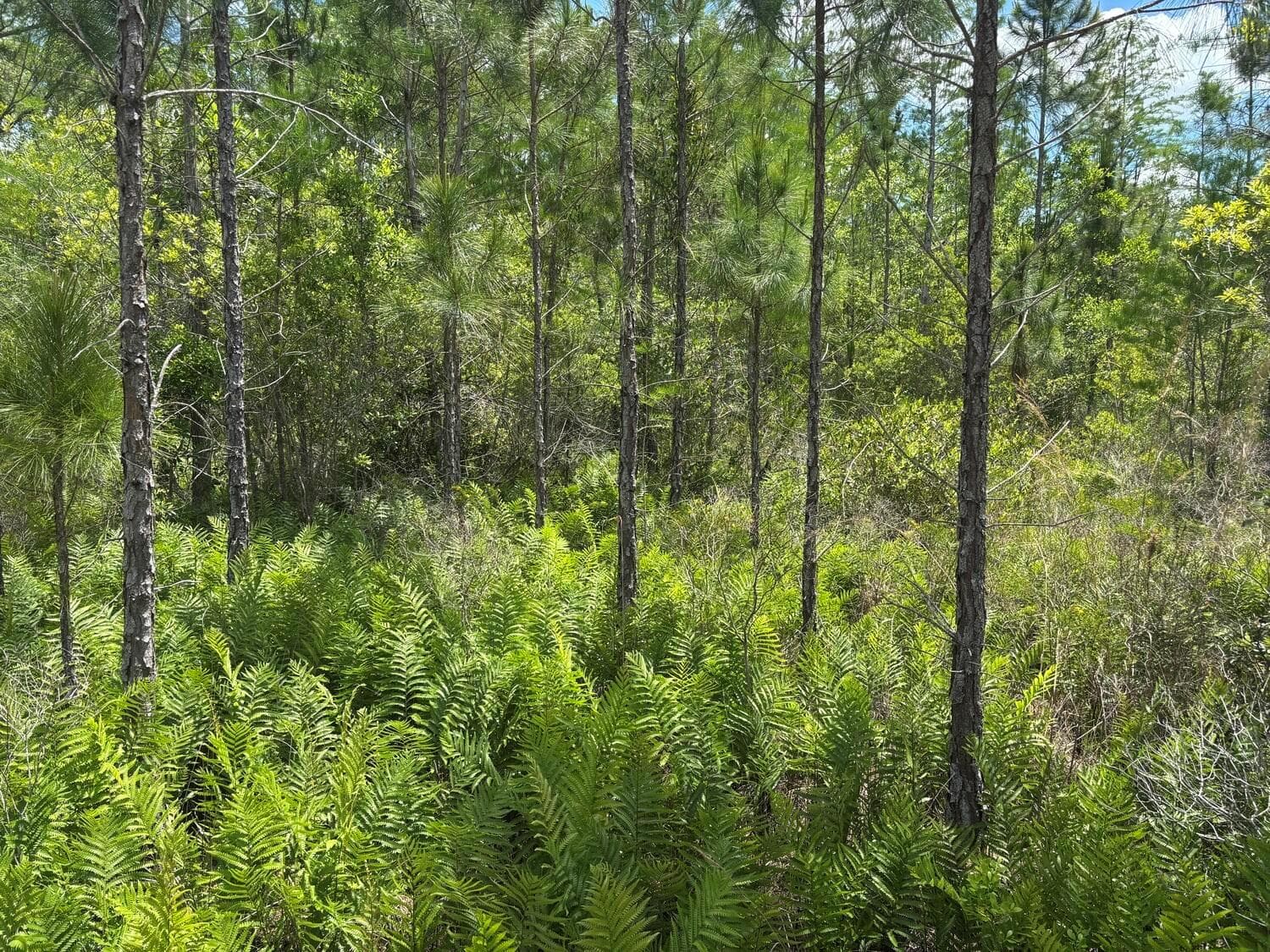 0 Holopaw Groves Road, FL 34772 photo 2