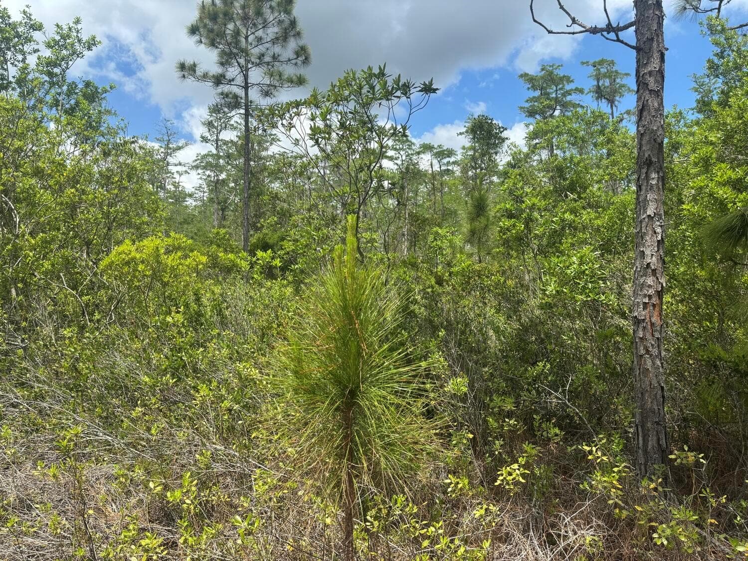 0 Holopaw Groves Road, FL 34772 photo 2