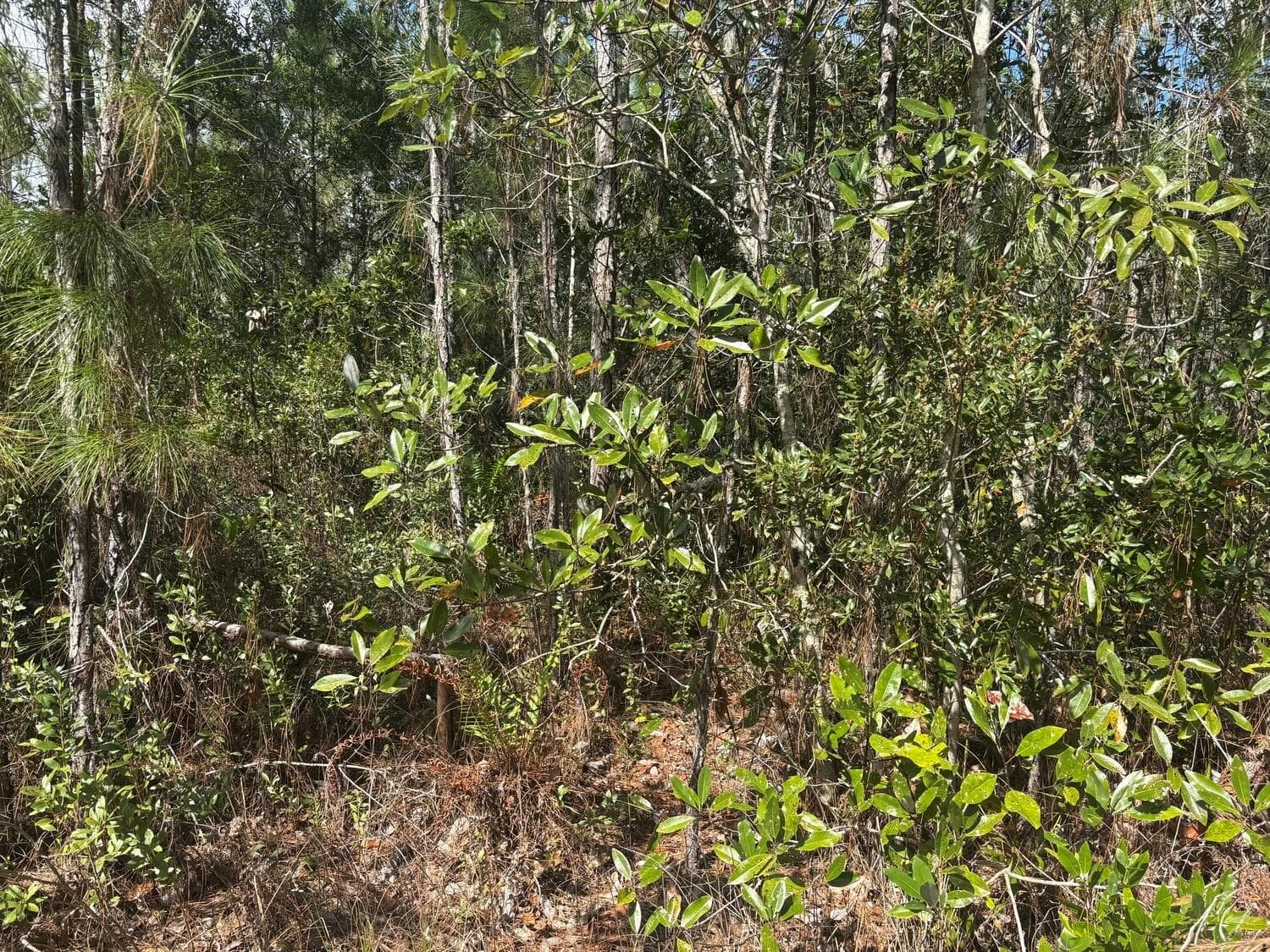 0 Holopaw Groves Road, FL 34772 photo 2