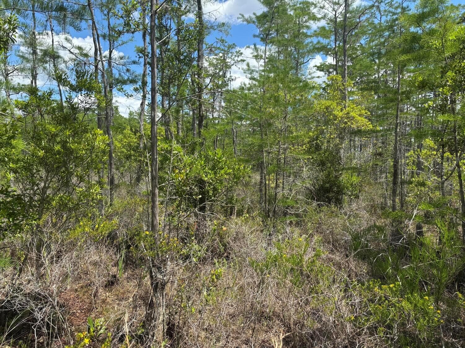 0 Holopaw Groves Road, FL 34772 photo 3