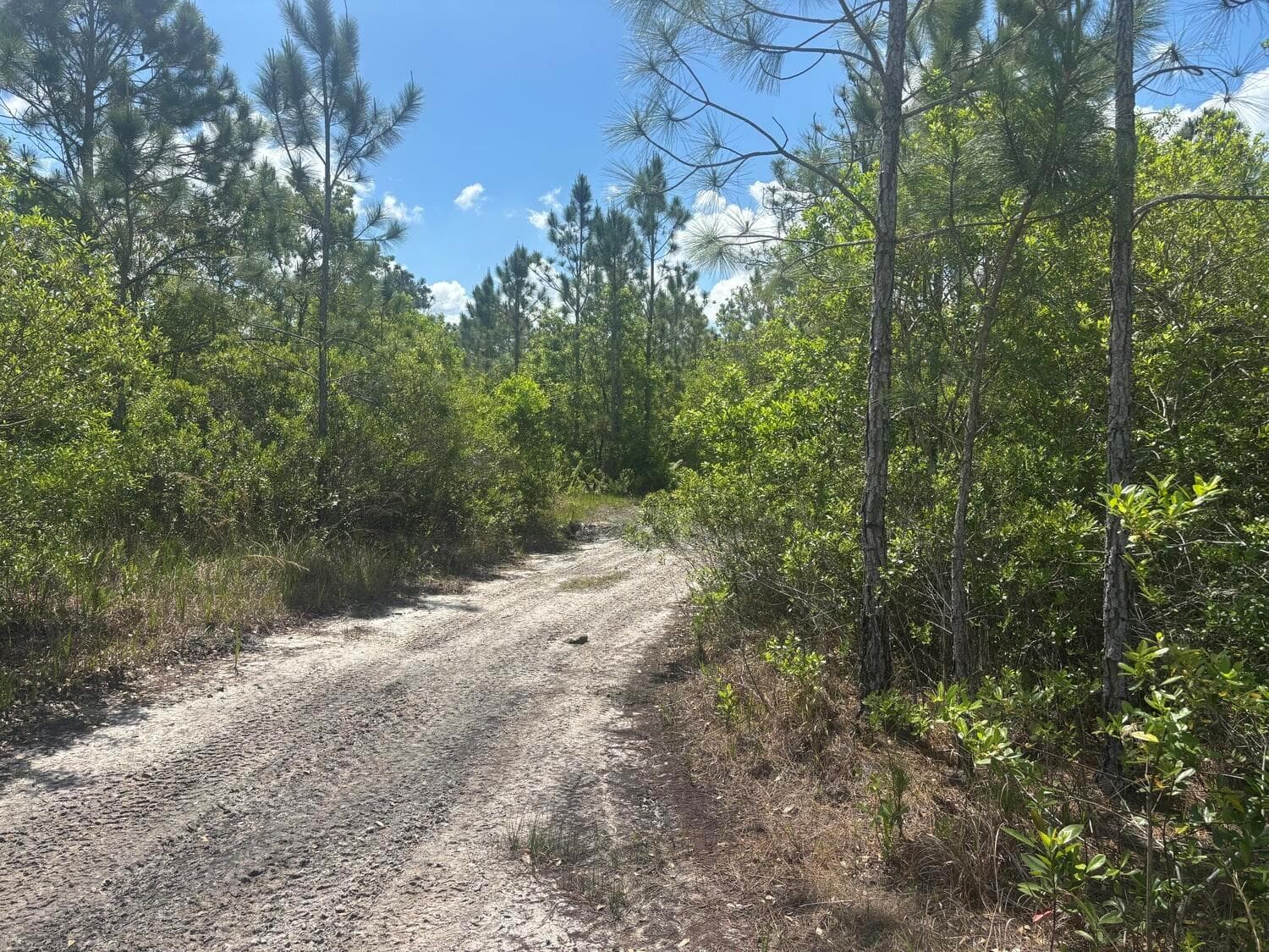 0 Holopaw Groves Road, FL 34772 photo 2
