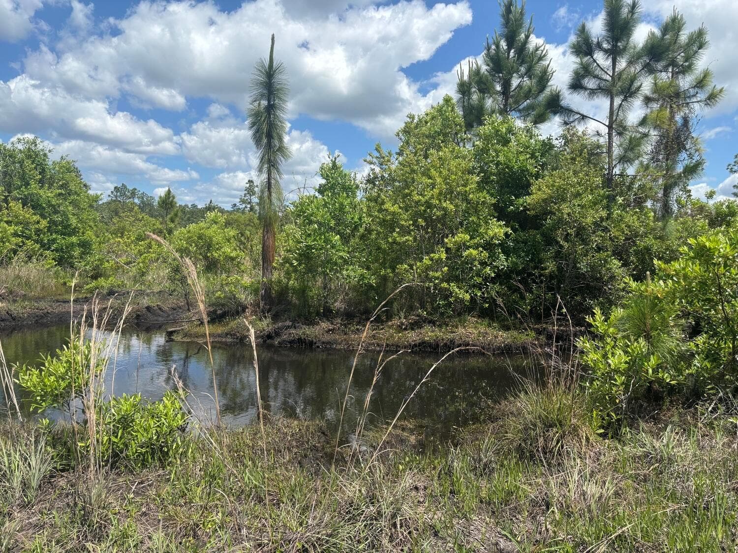 0 Holopaw Groves Road, FL 34772 photo 2