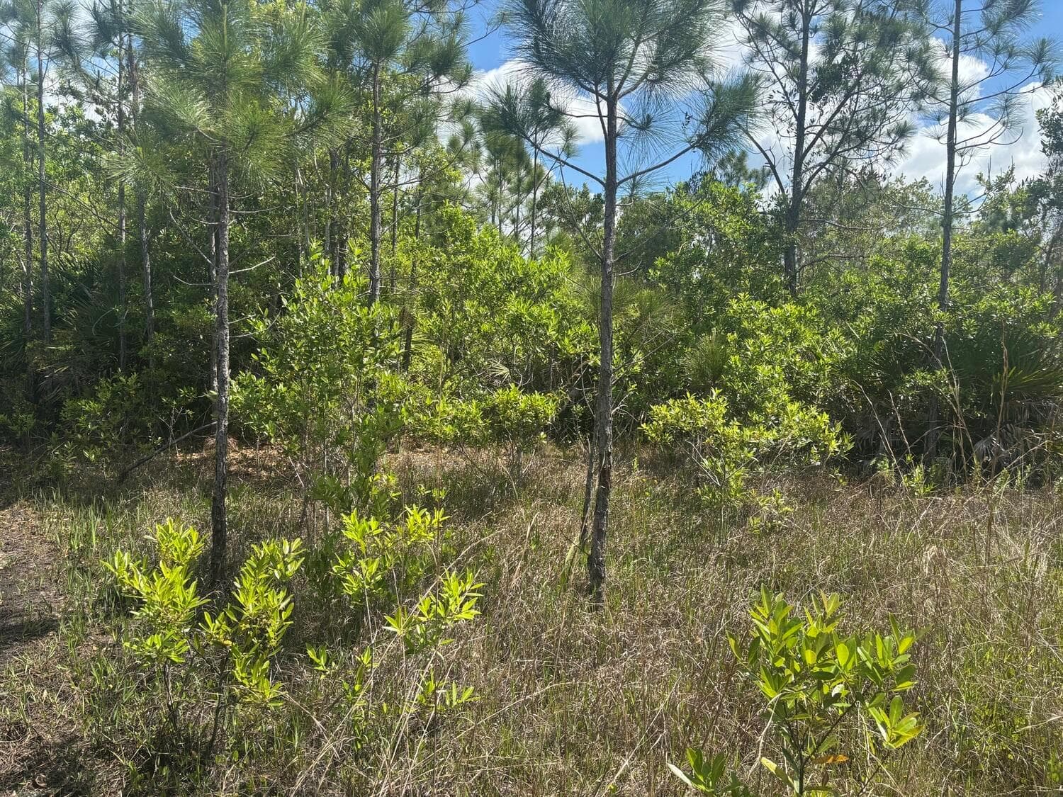 0 Holopaw Groves Road, FL 34772 photo 2