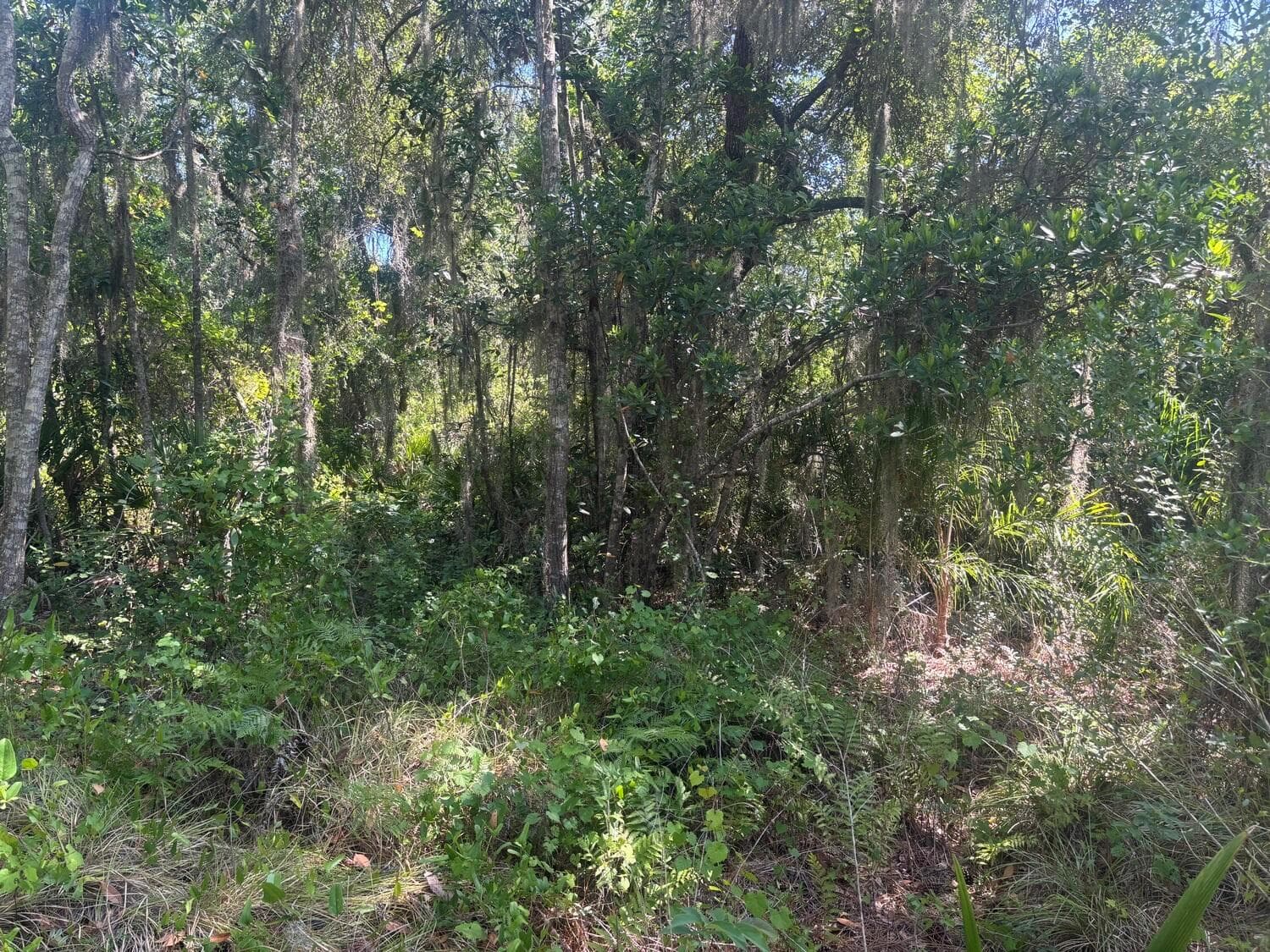 536 Bright Hill Avenue, Lake Placid, FL 33852 photo 2
