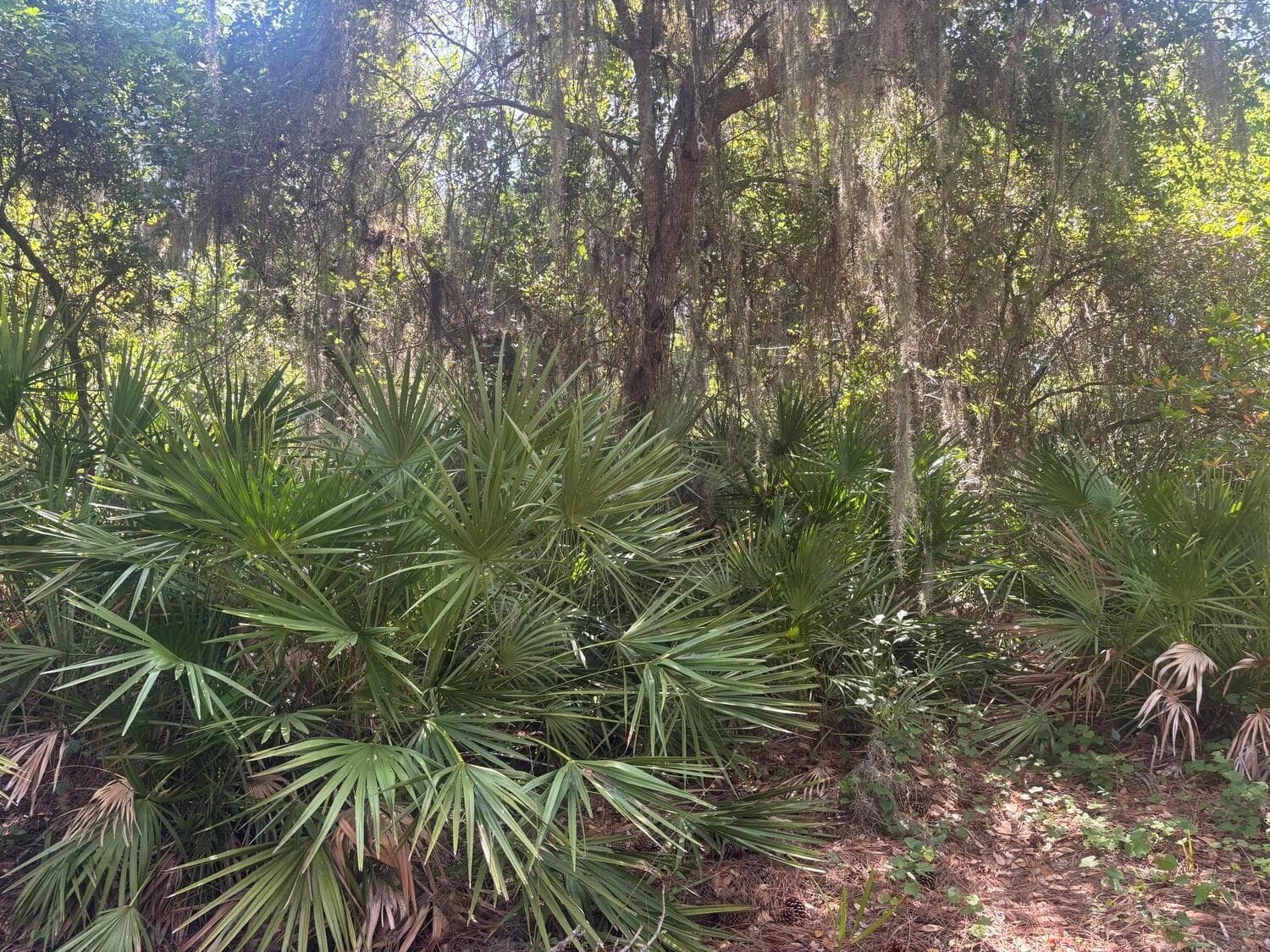 536 Bright Hill Avenue, Lake Placid, FL 33852 photo 4