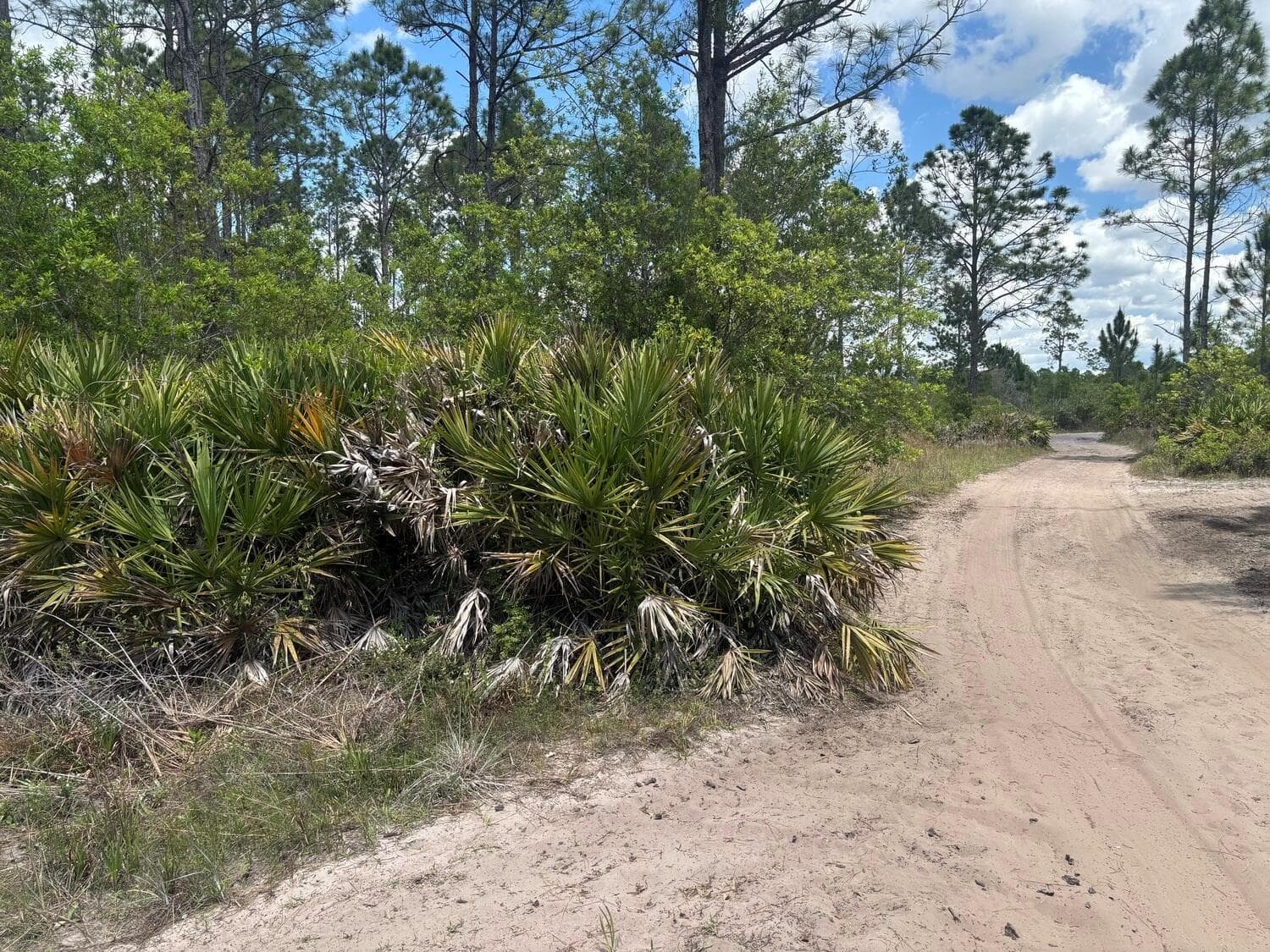 0 Holopaw Groves Road, FL 34772 photo 2