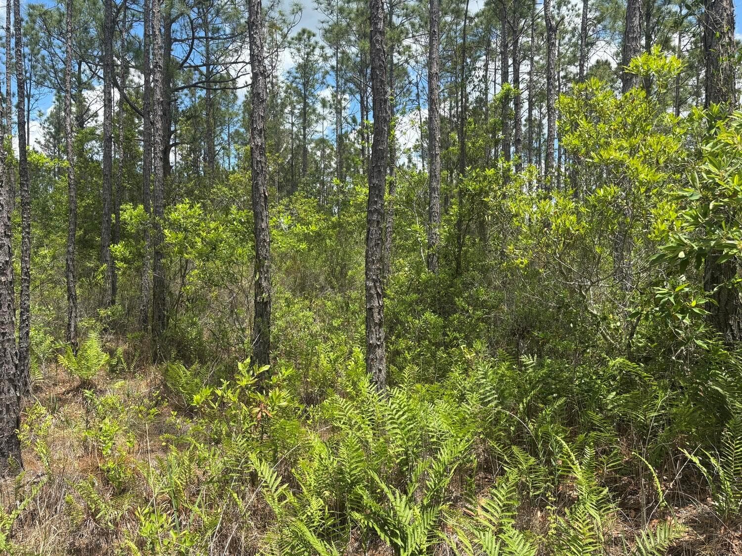 0 Holopaw Groves Road, FL 34772 photo 2