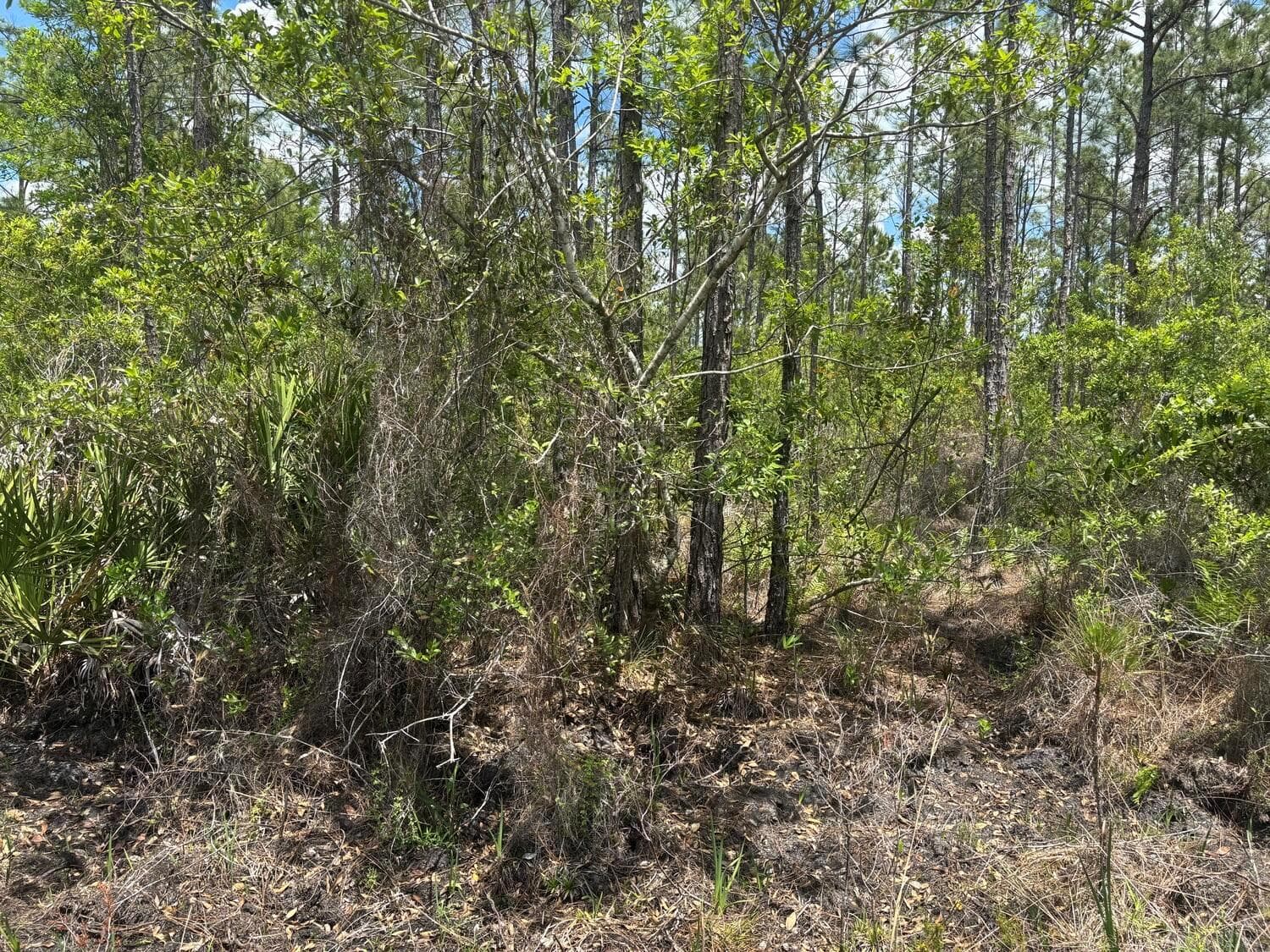0 Holopaw Groves Road, FL 34772 photo 2
