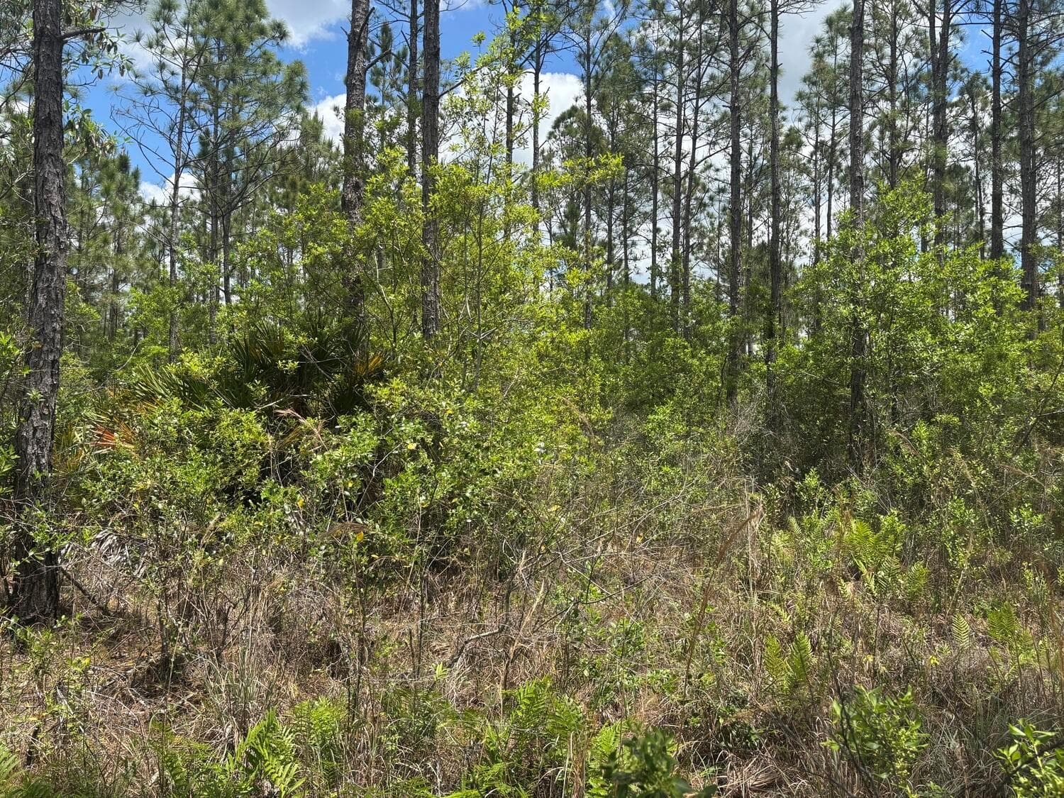 0 Holopaw Groves Road, FL 34772 photo 2