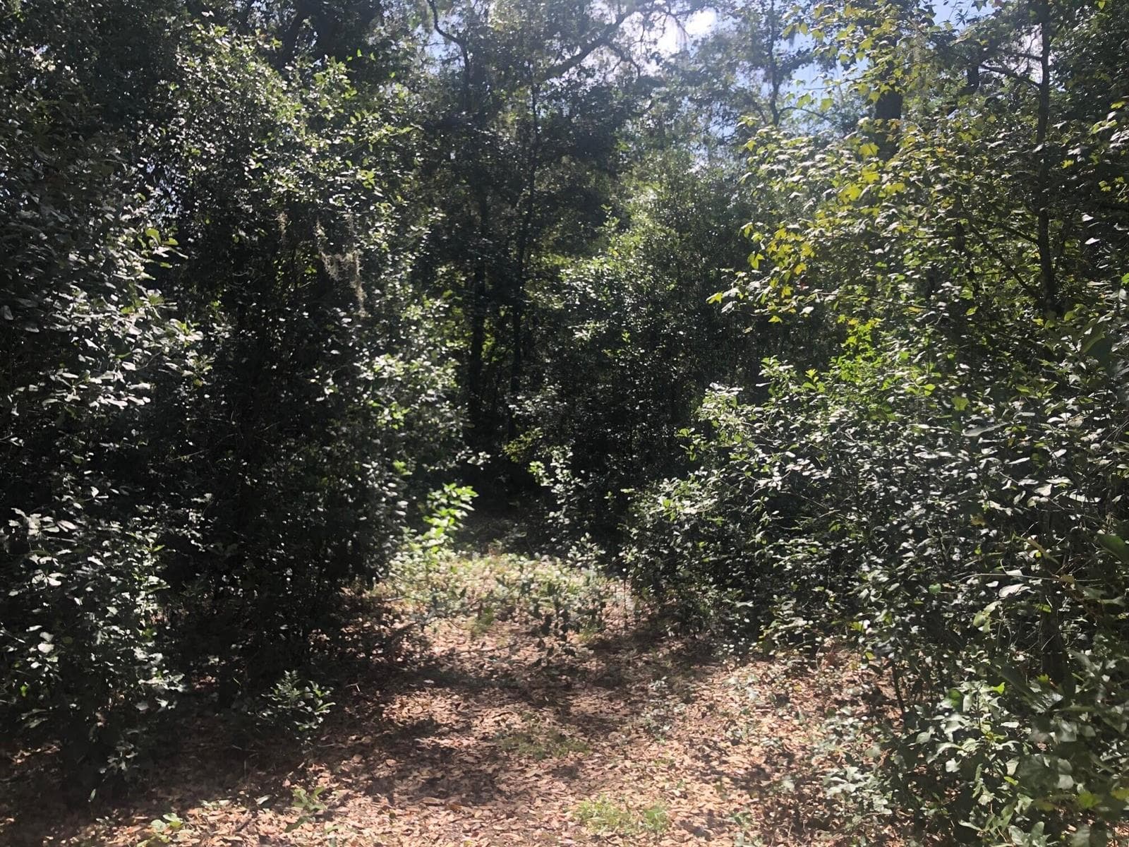 0 Co Rd 54, FL 33849 photo 4