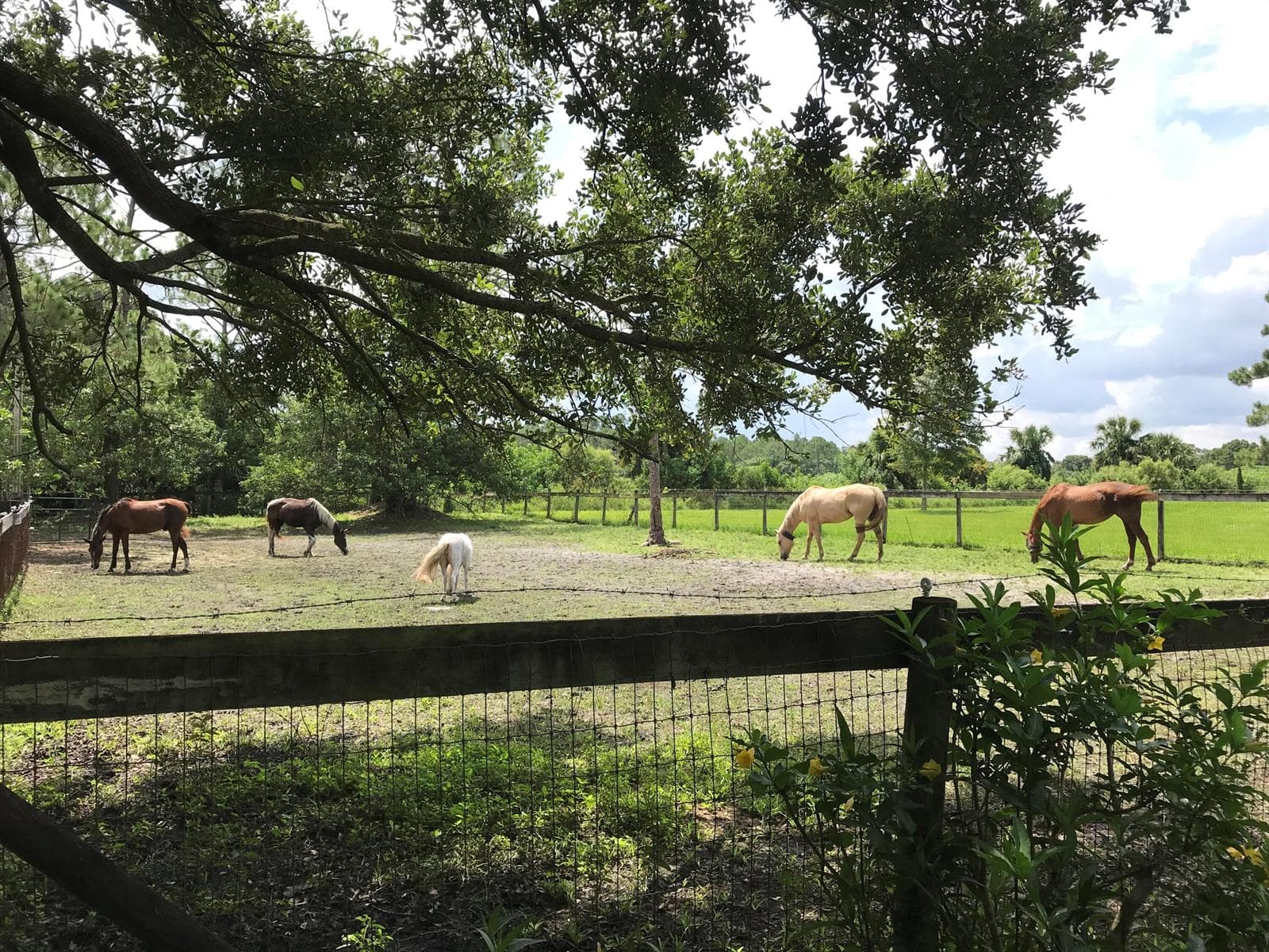 15531 42nd Road N, FL 33470 photo 3