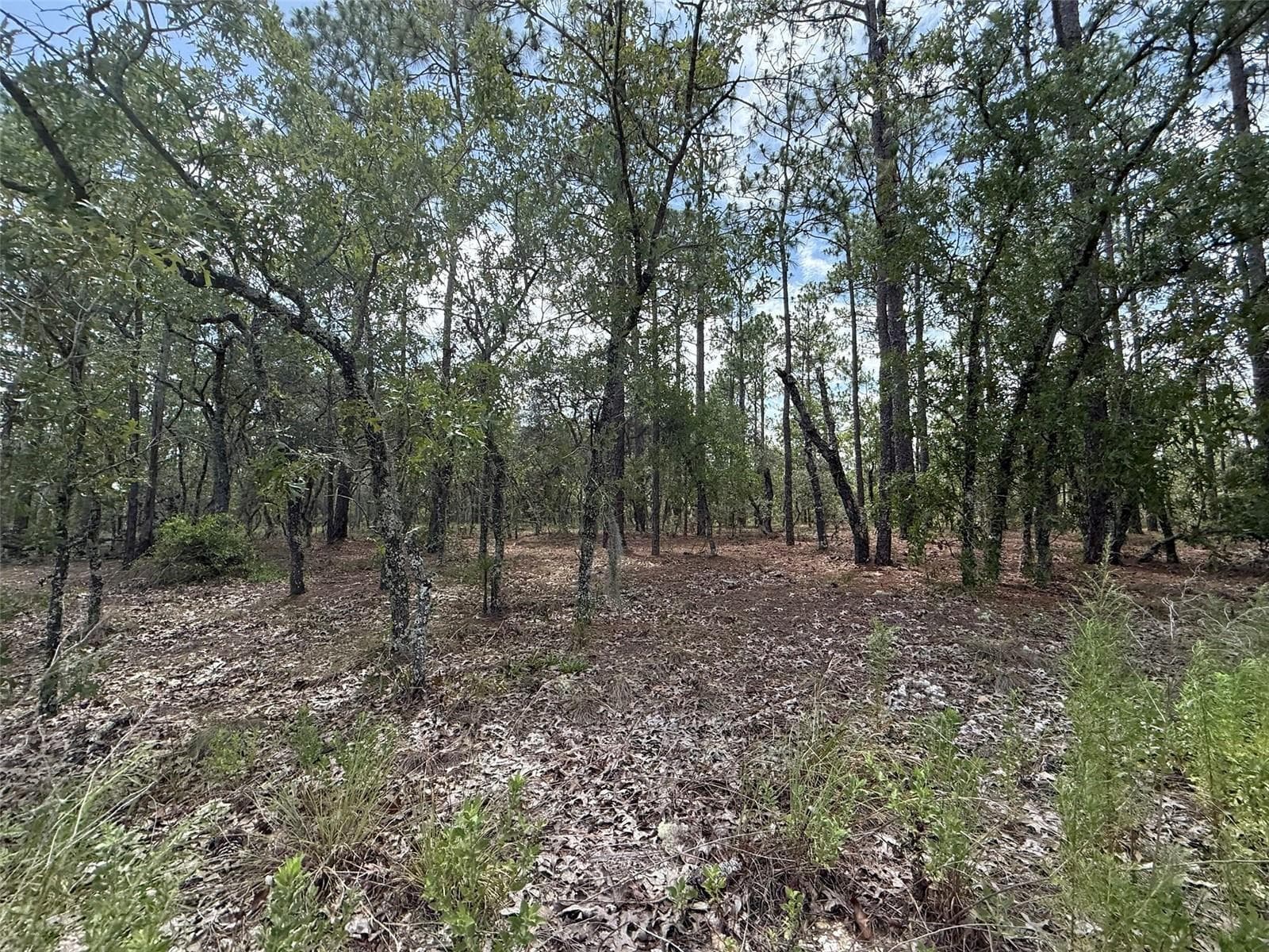 Tbd NW Tree Top Road, FL 34431 photo 2