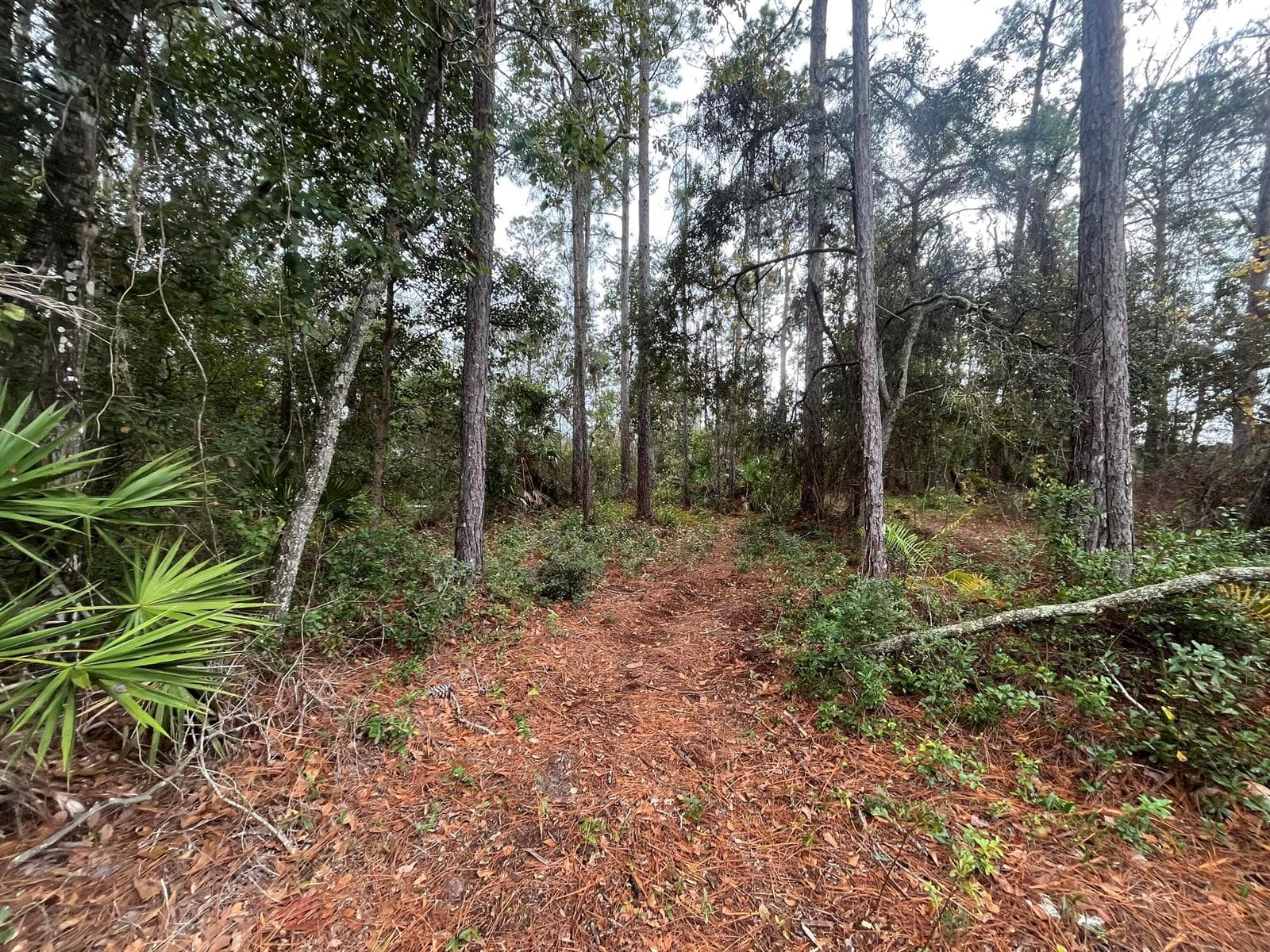 Tbd susan Street, FL 32148 photo 3