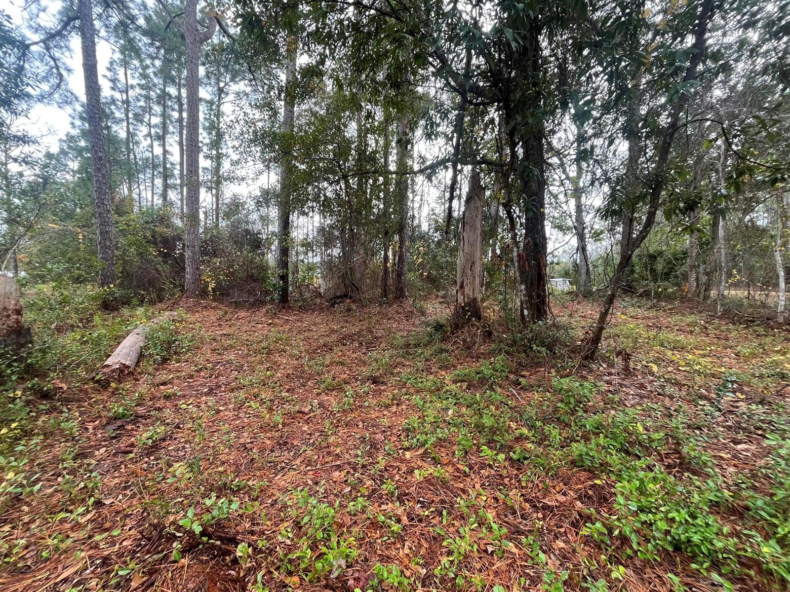 Tbd susan Street, FL 32148 photo 5