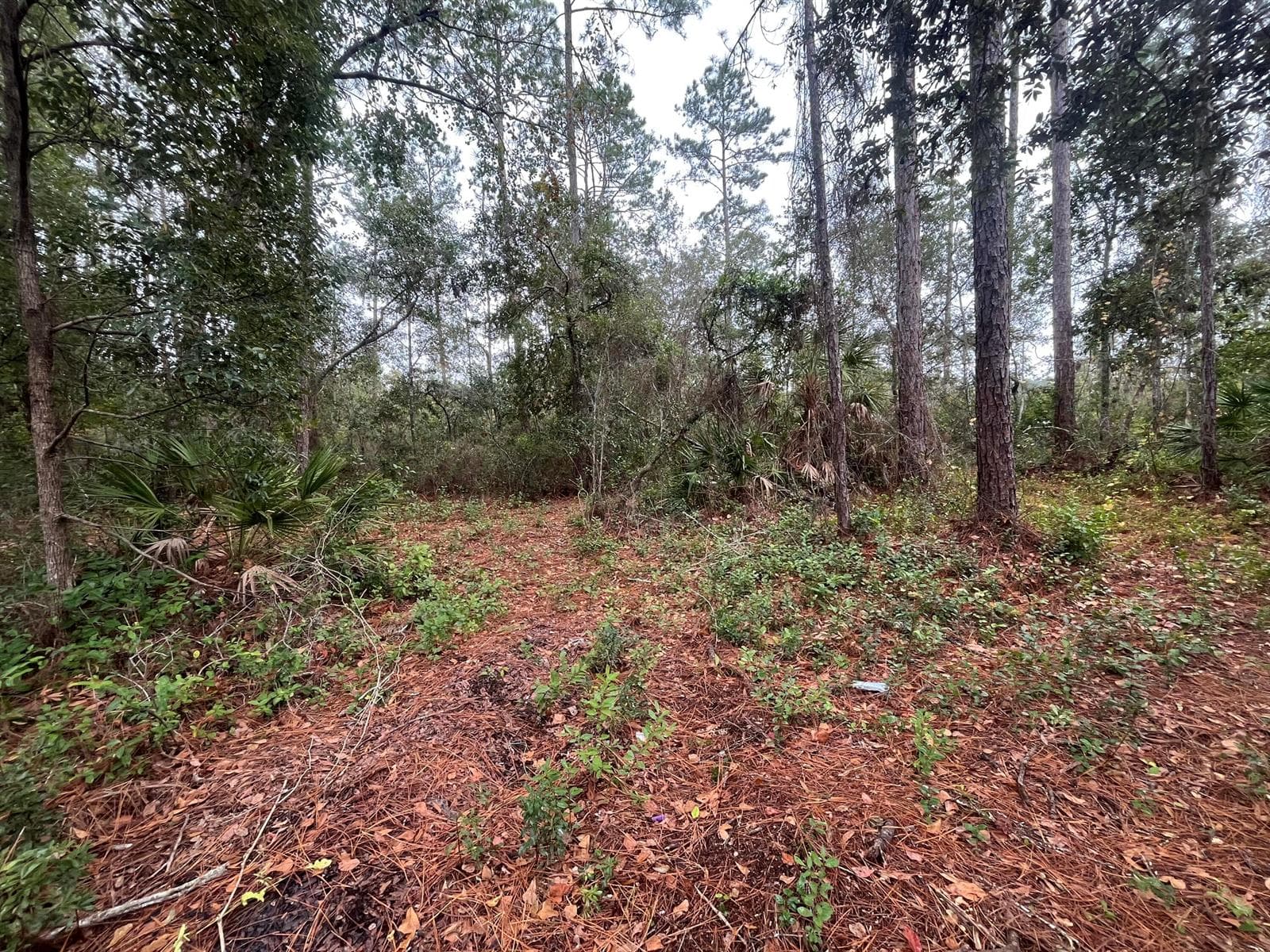 Tbd susan Street, FL 32148 photo 4