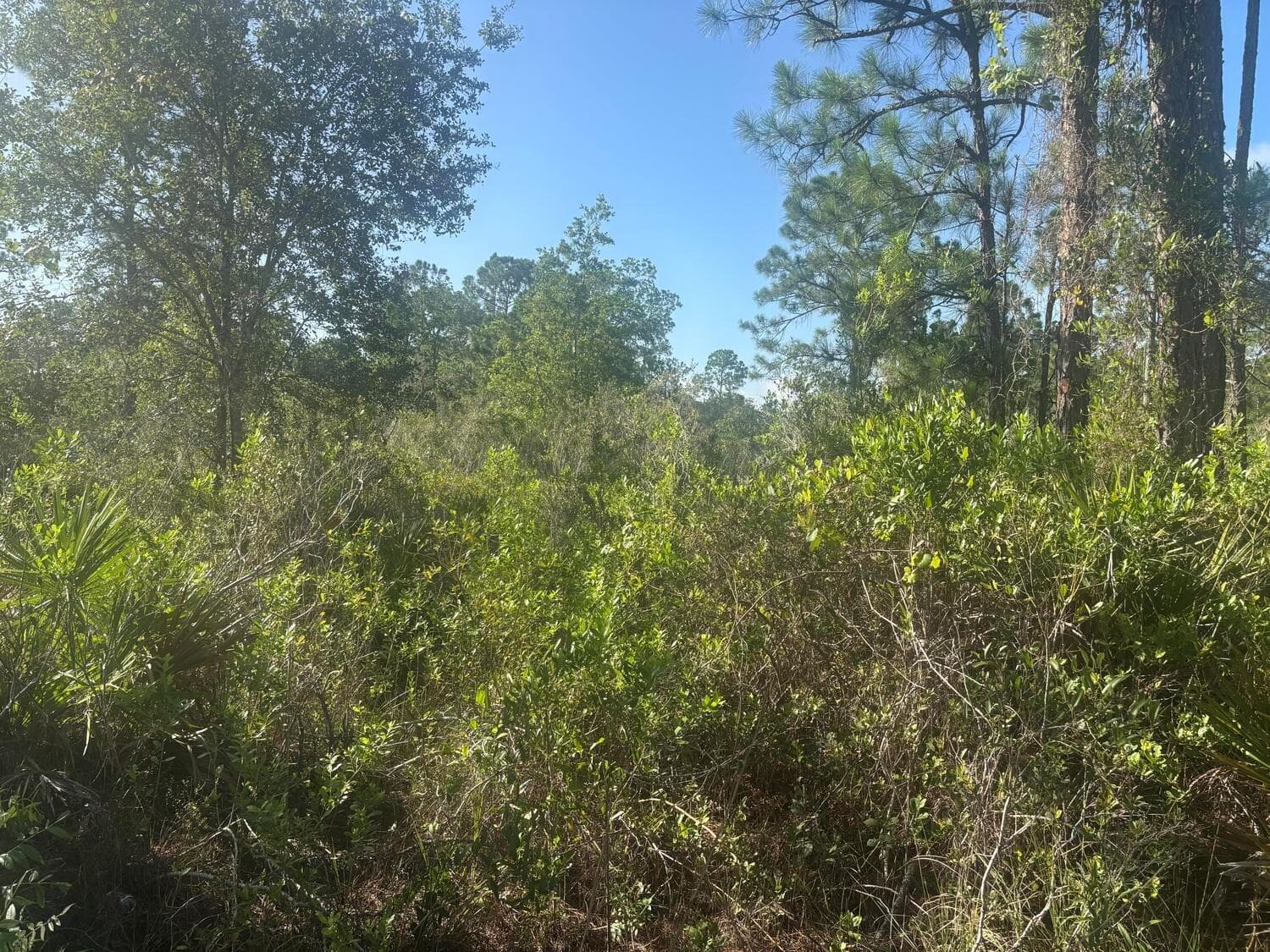 1021 Granger Street, Lake Placid, FL 33852