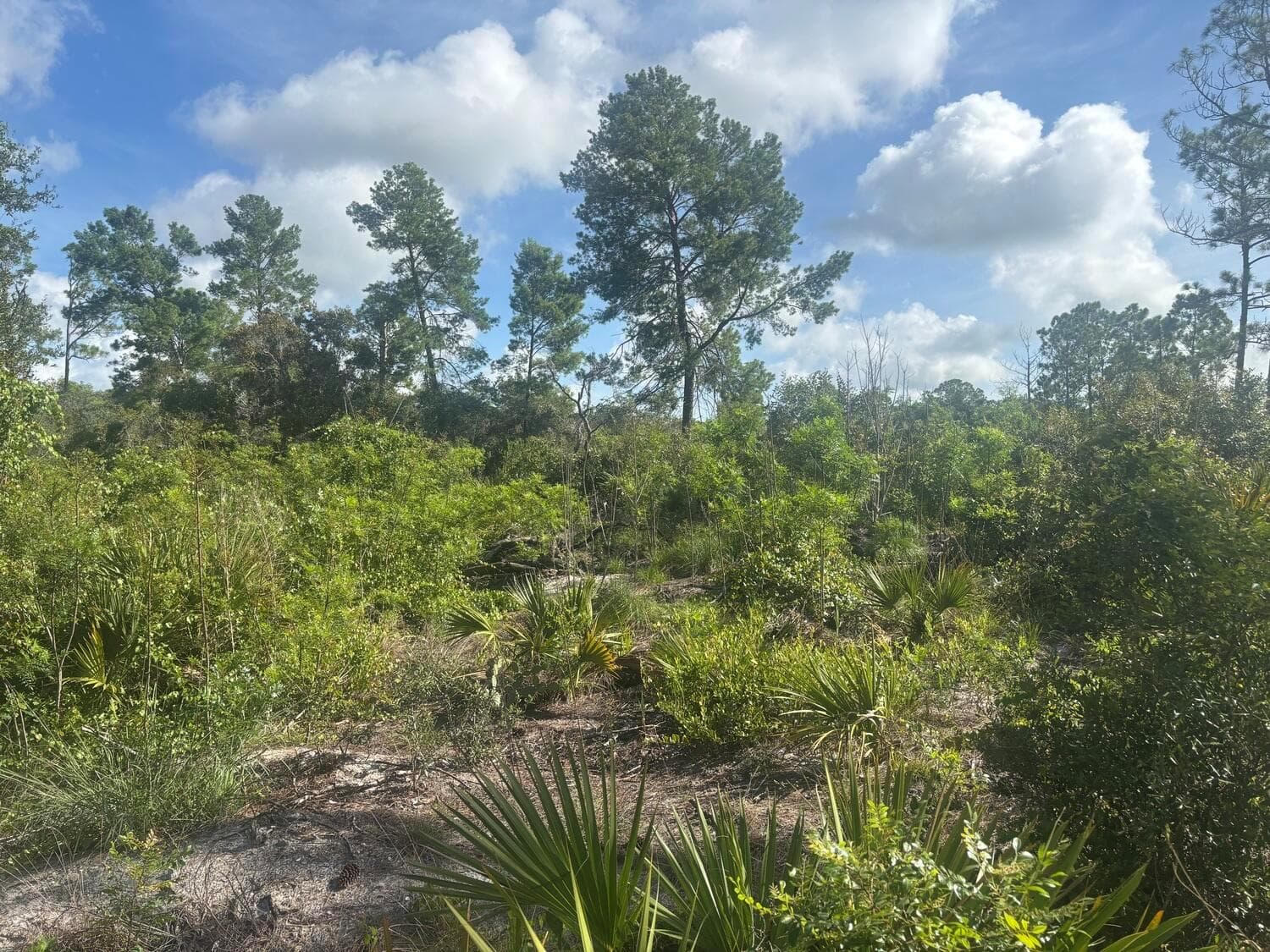 284 Rhapsody Avenue, Lake Placid, FL 33852