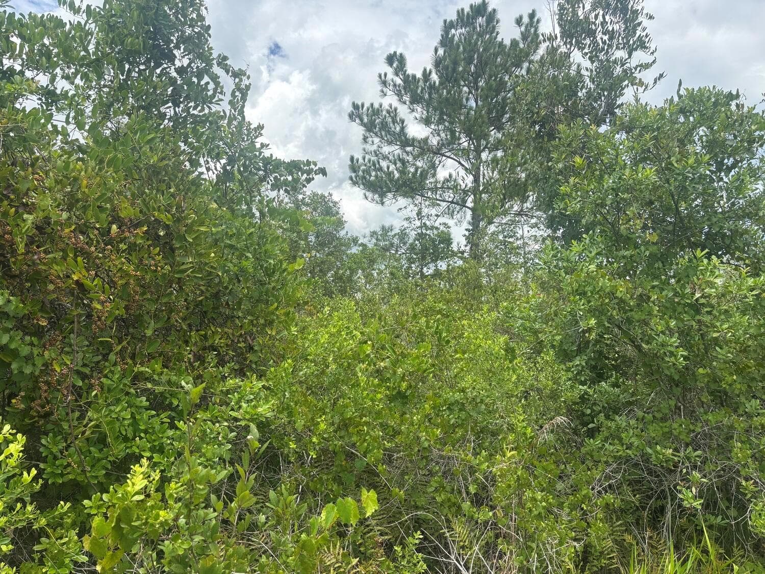 0 Salyers Road, FL 34736 photo 2